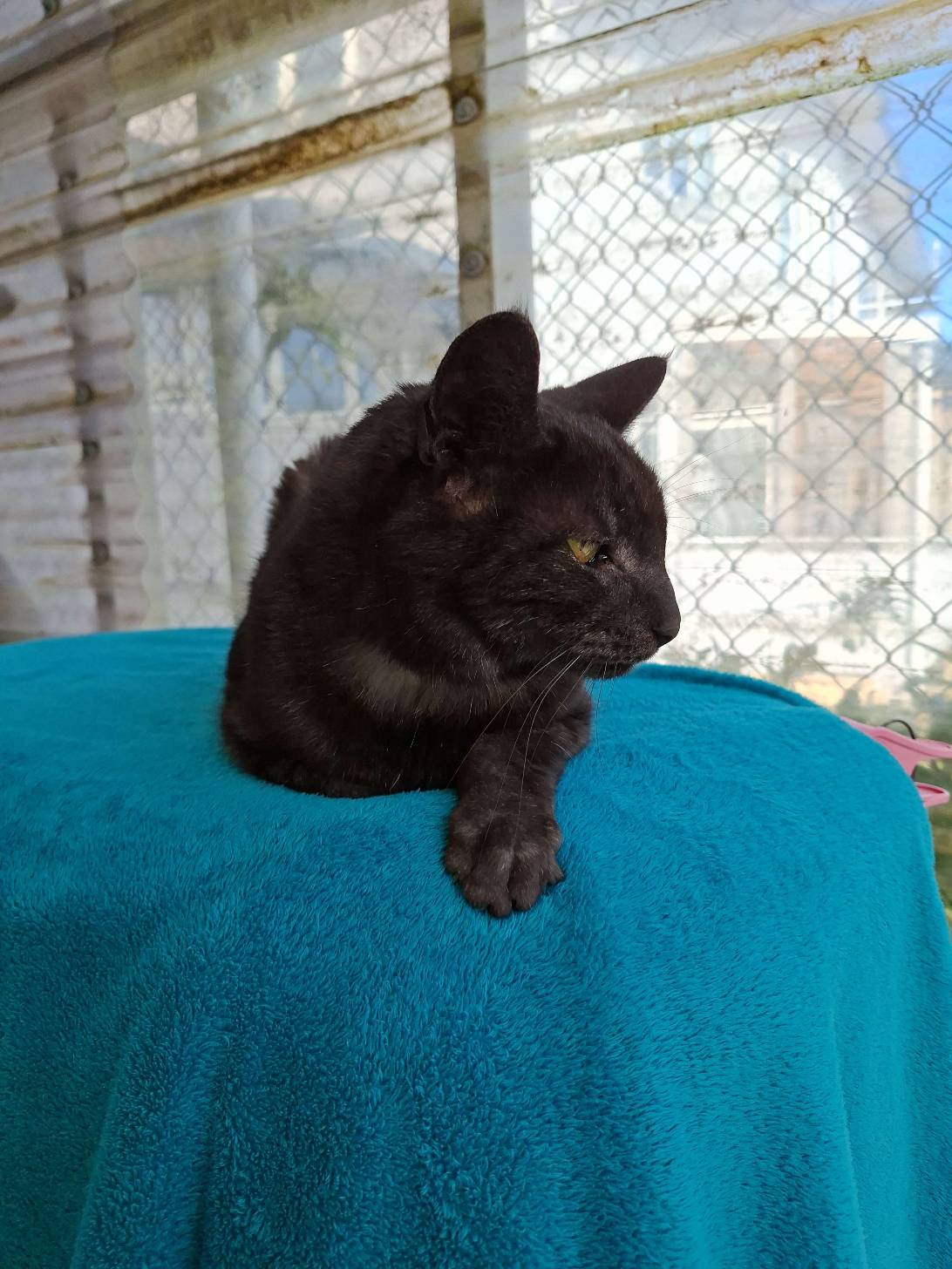 Mr Max, a cat found on Chonk Finder