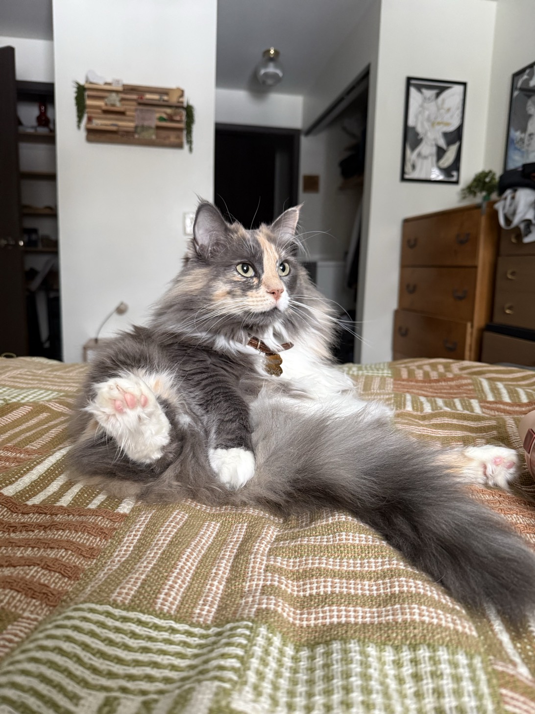 Autumn, a cat found on Chonk Finder