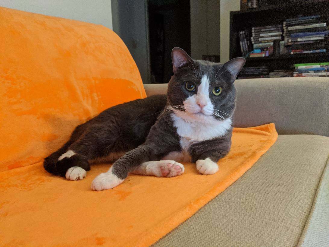 Mudd, a cat found on Chonk Finder