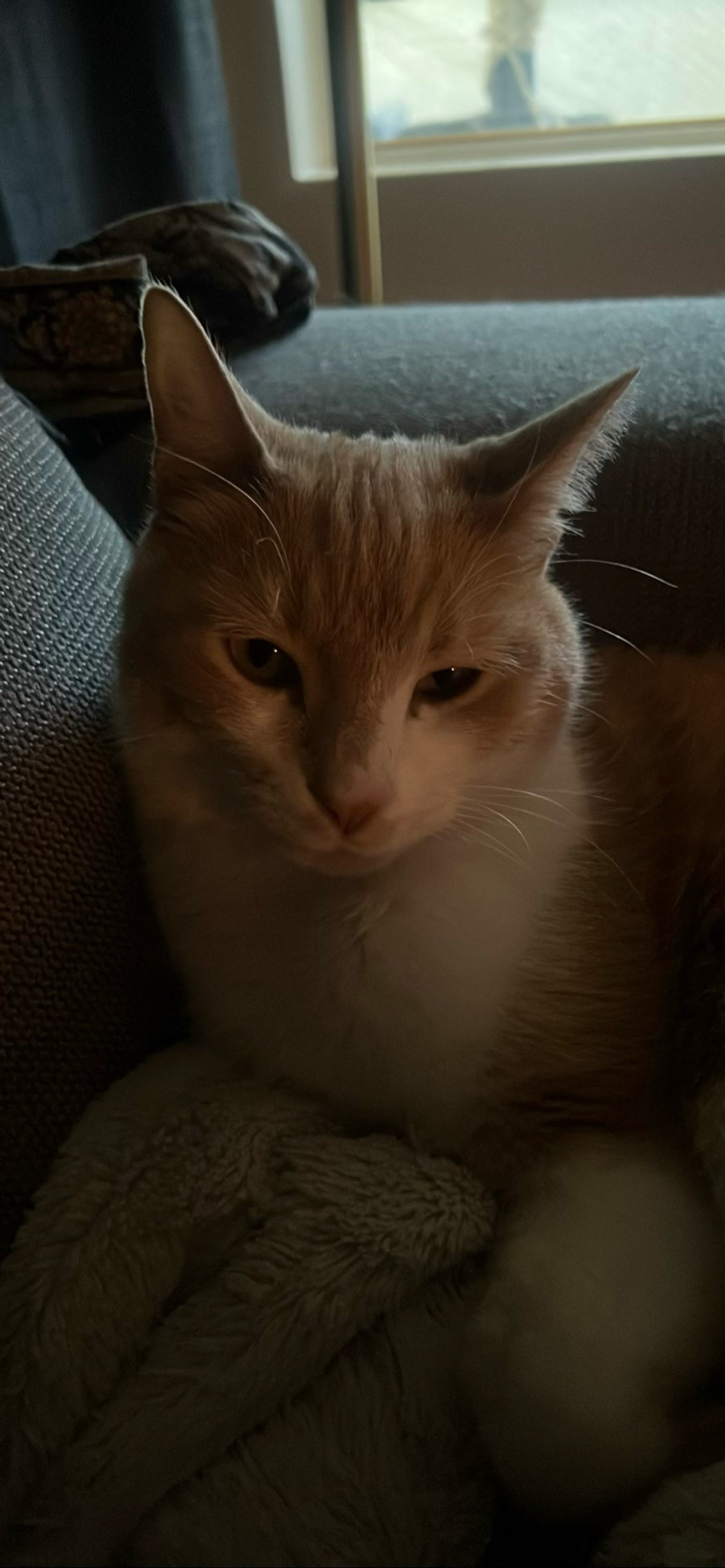 Bear, a cat found on Chonk Finder