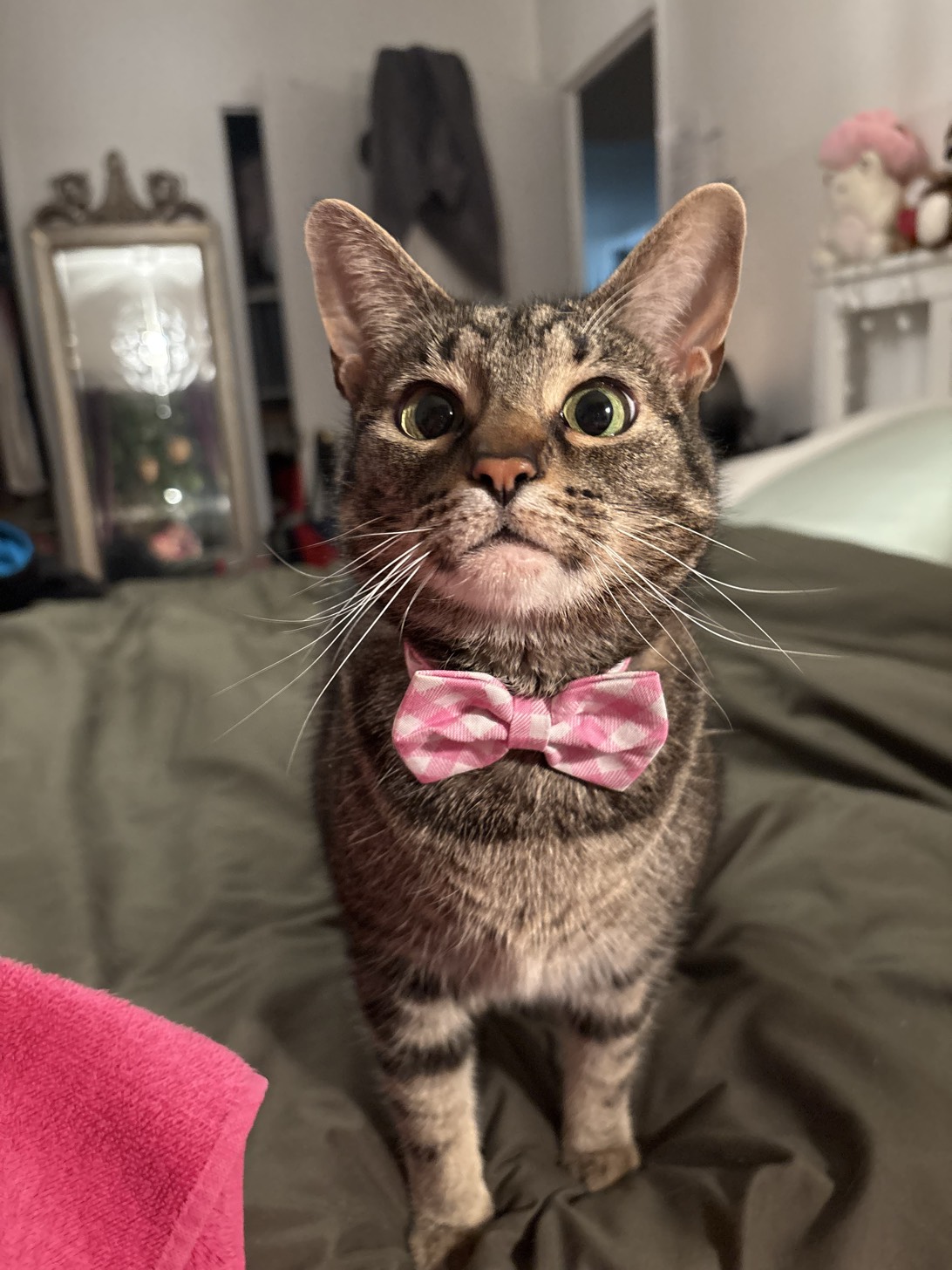 Lucy, a cat found on Chonk Finder