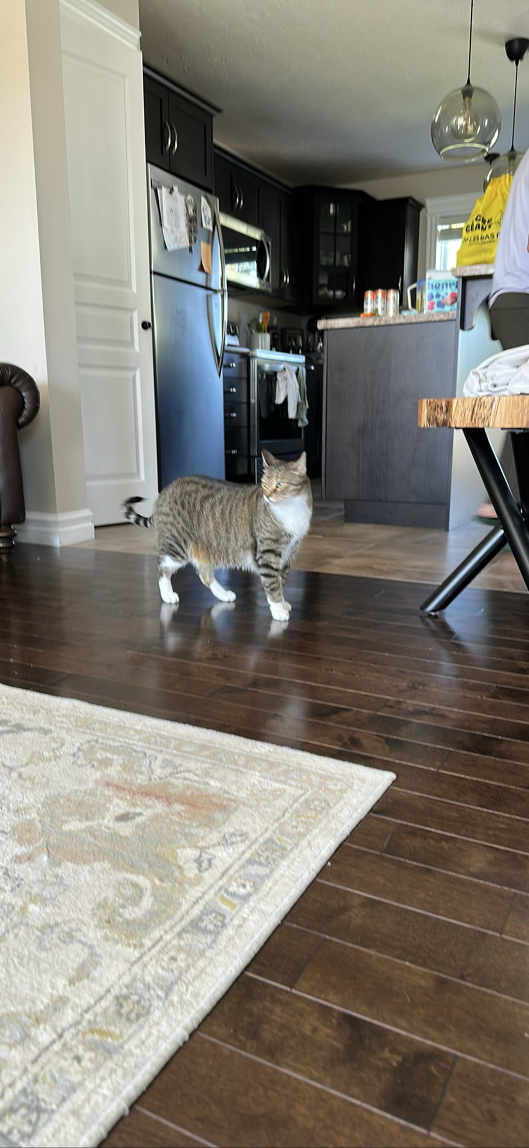 Tiger, a cat found on Chonk Finder