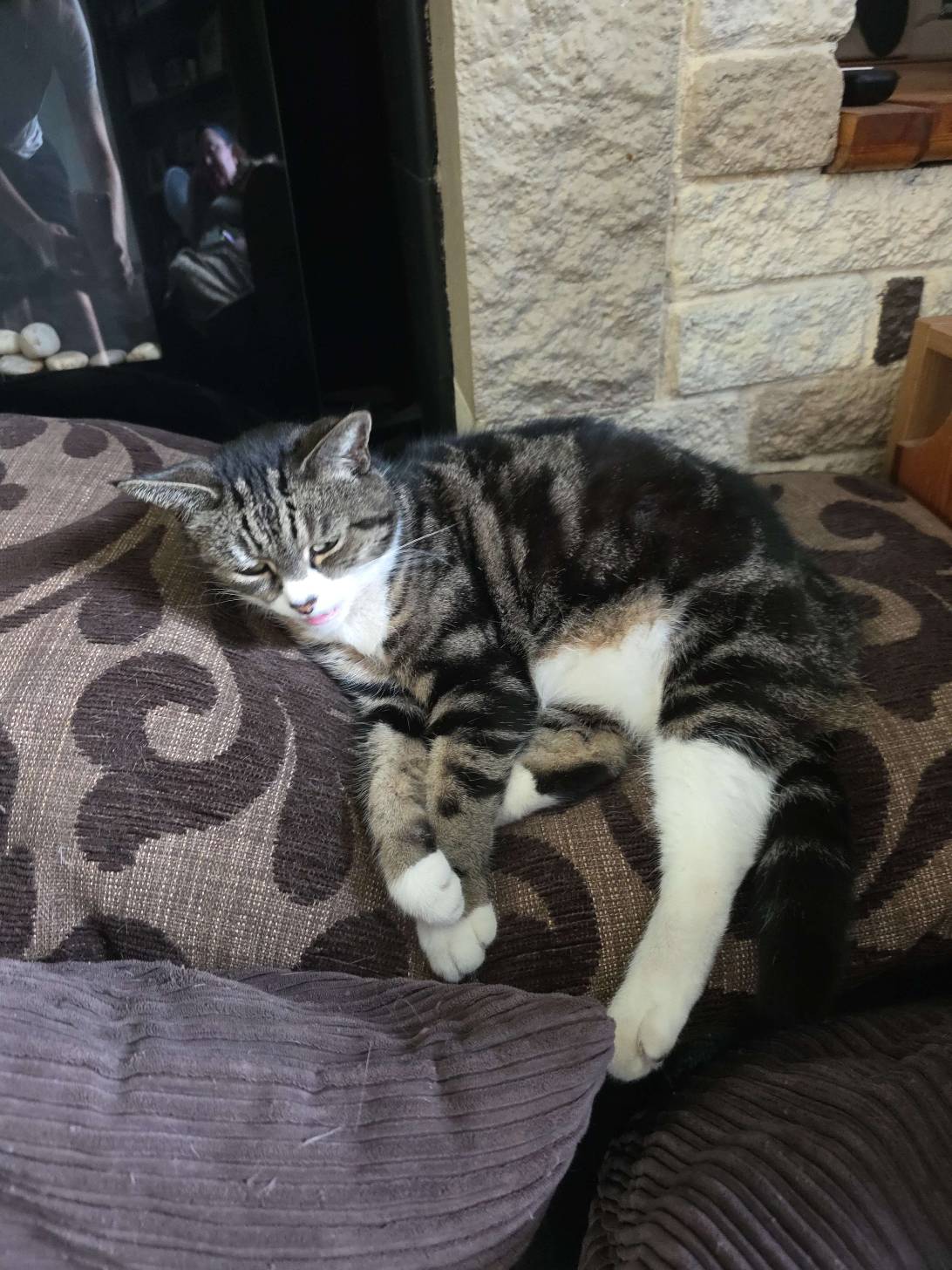 Flossy, a cat found on Chonk Finder