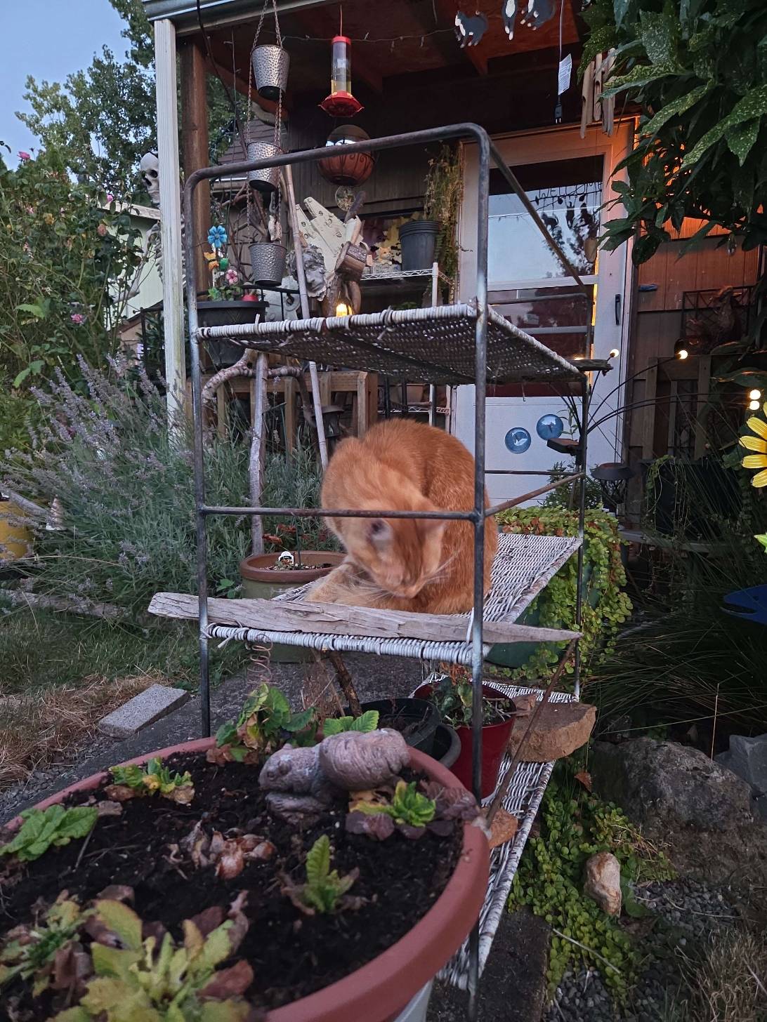 Biscuit, a cat found on Chonk Finder