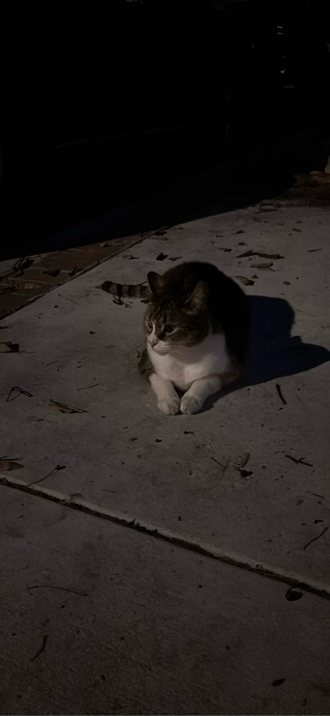 Jannette, a cat found on Chonk Finder