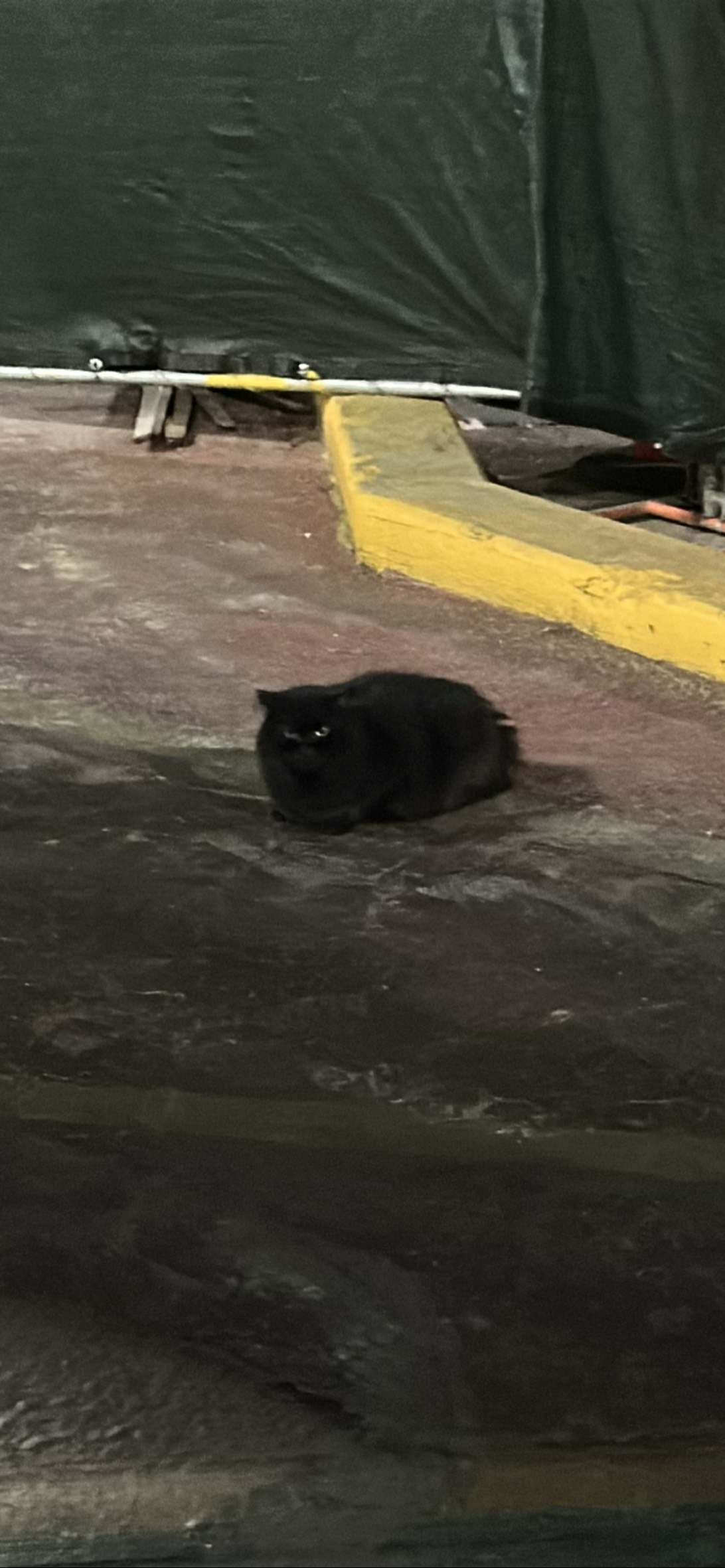 Navy Void, a cat found on Chonk Finder