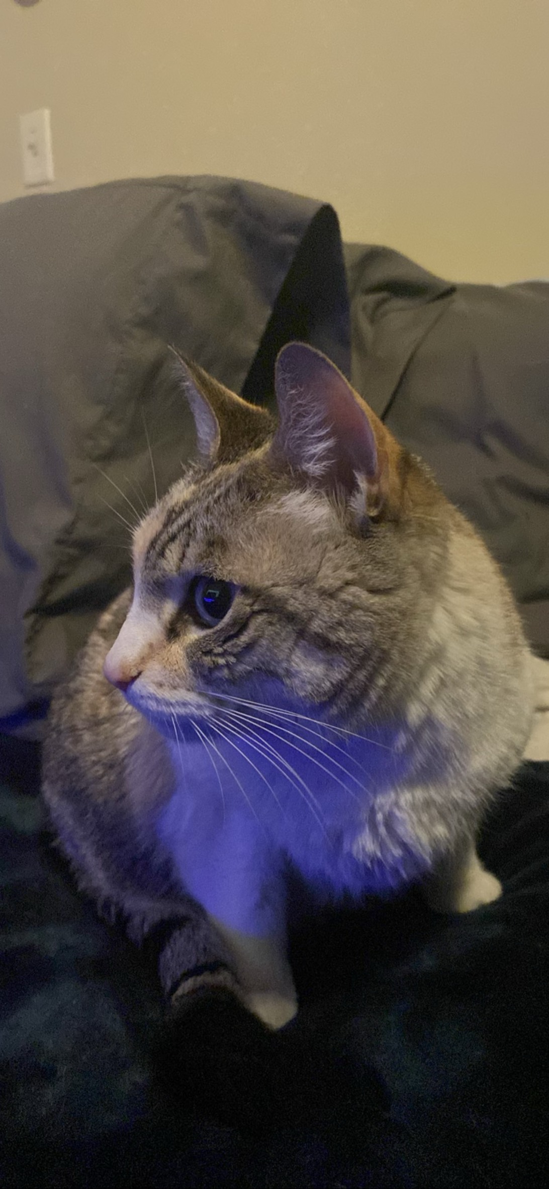 Nala, a cat found on Chonk Finder