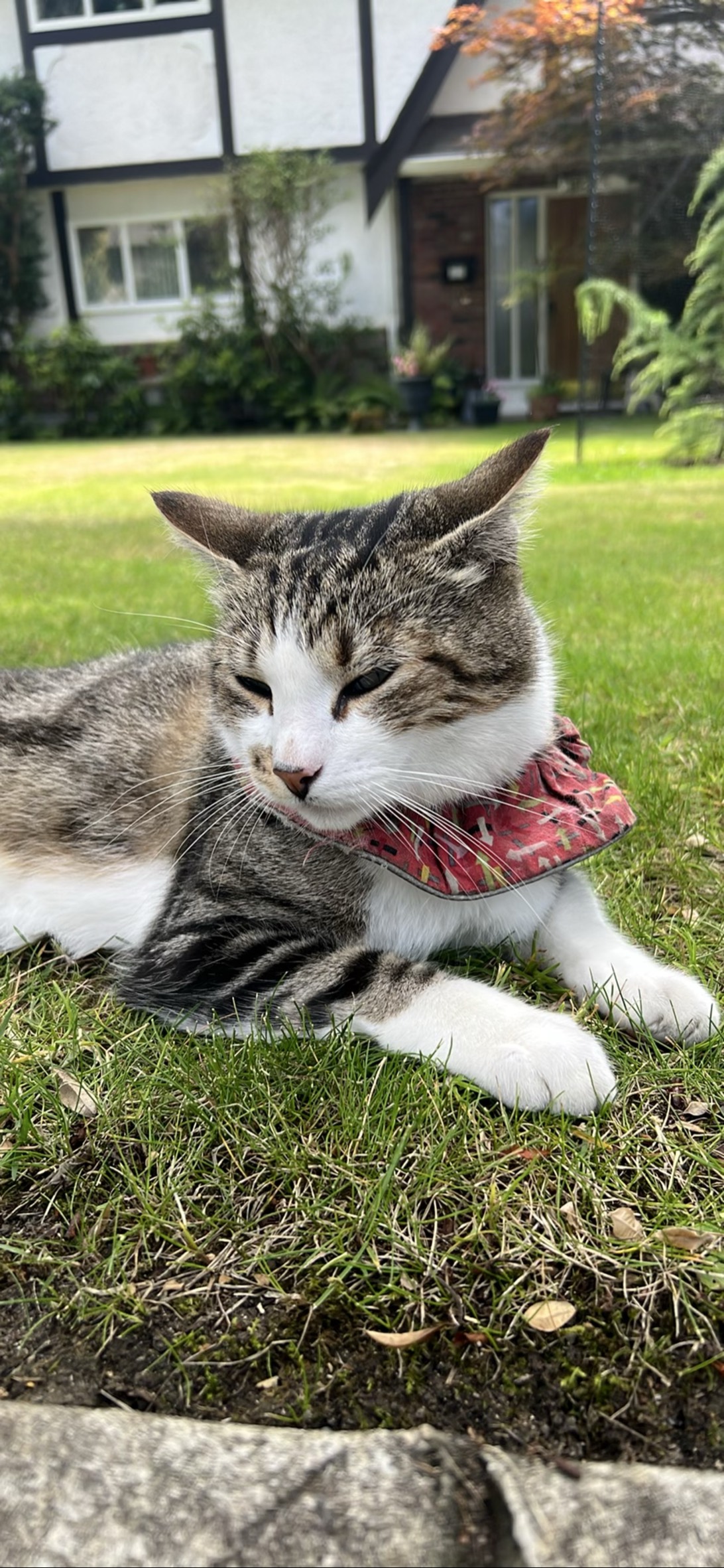 Zen, a cat found on Chonk Finder