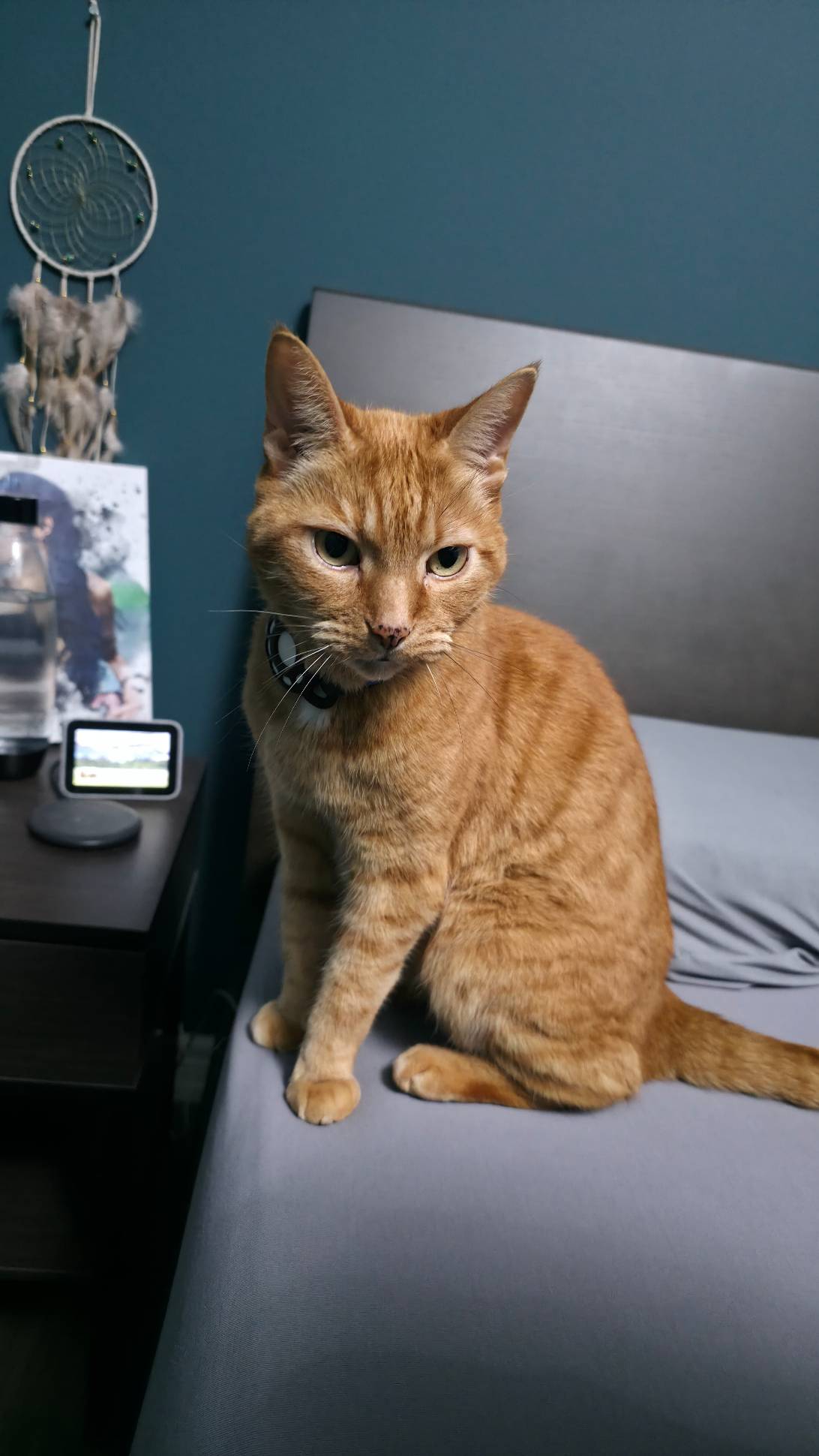 Cheetos, a cat found on Chonk Finder