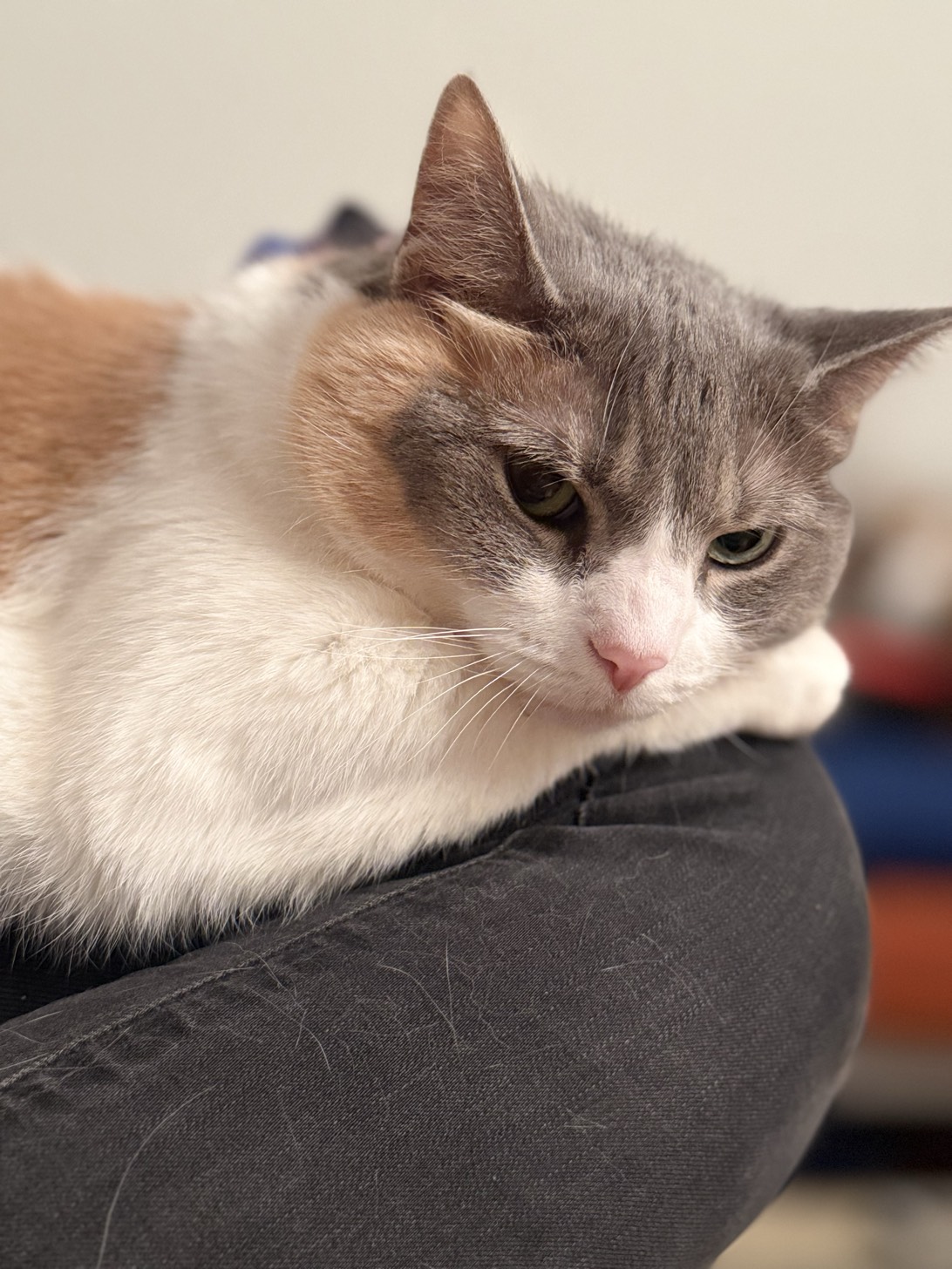 Pebbles, a cat found on Chonk Finder