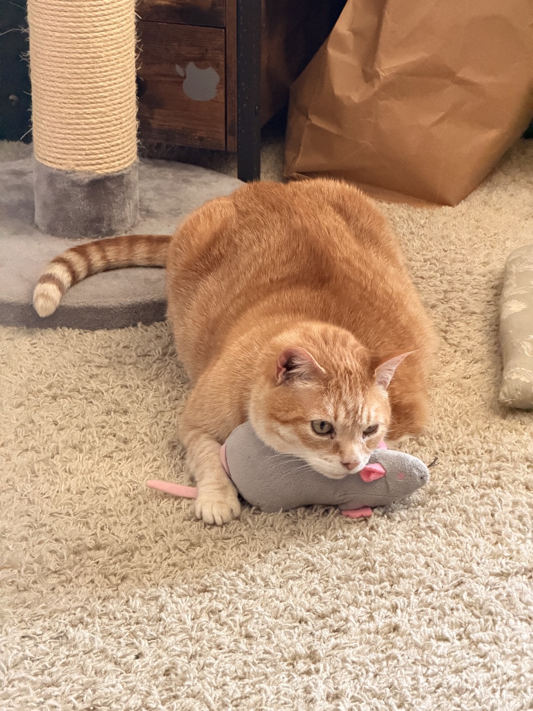 Julius, a cat found on Chonk Finder