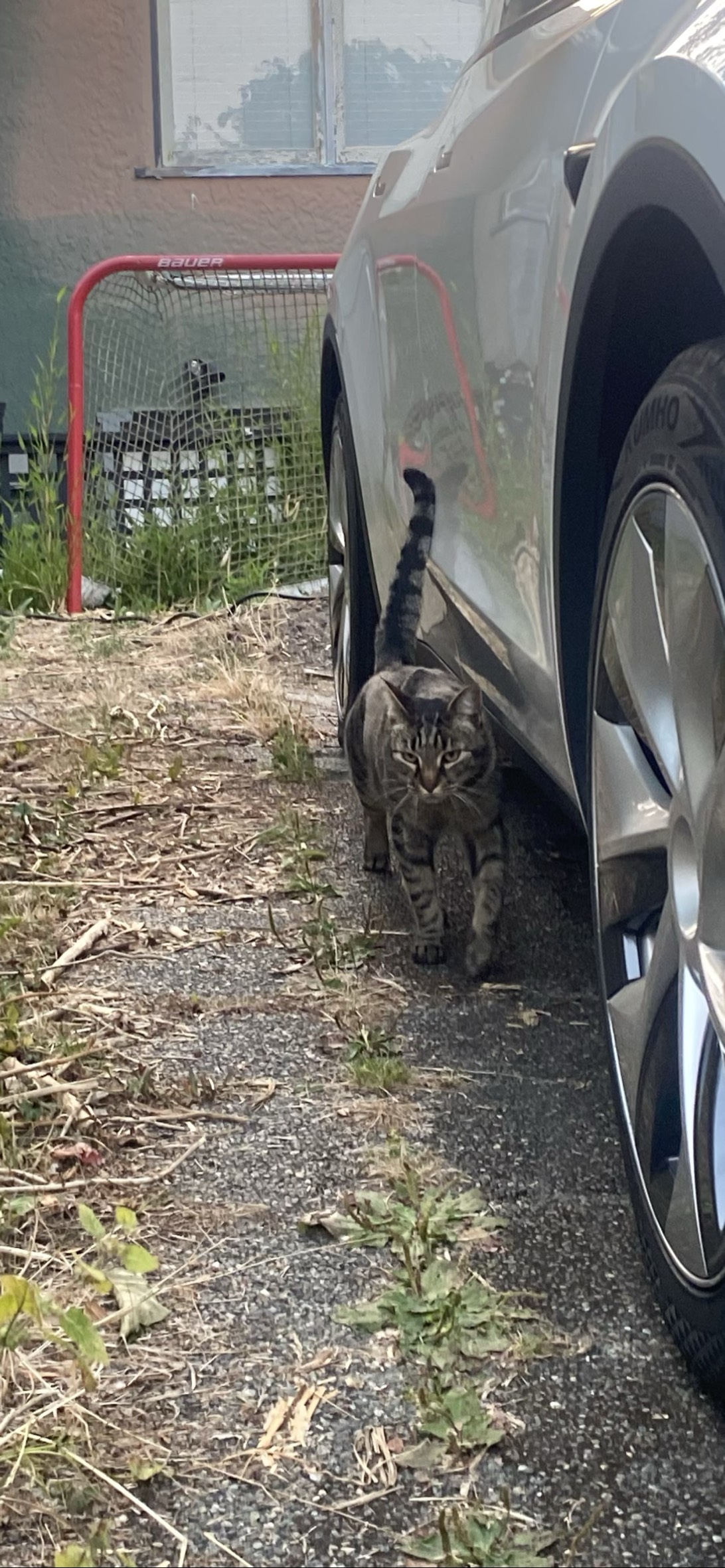 Wisp, a cat found on Chonk Finder