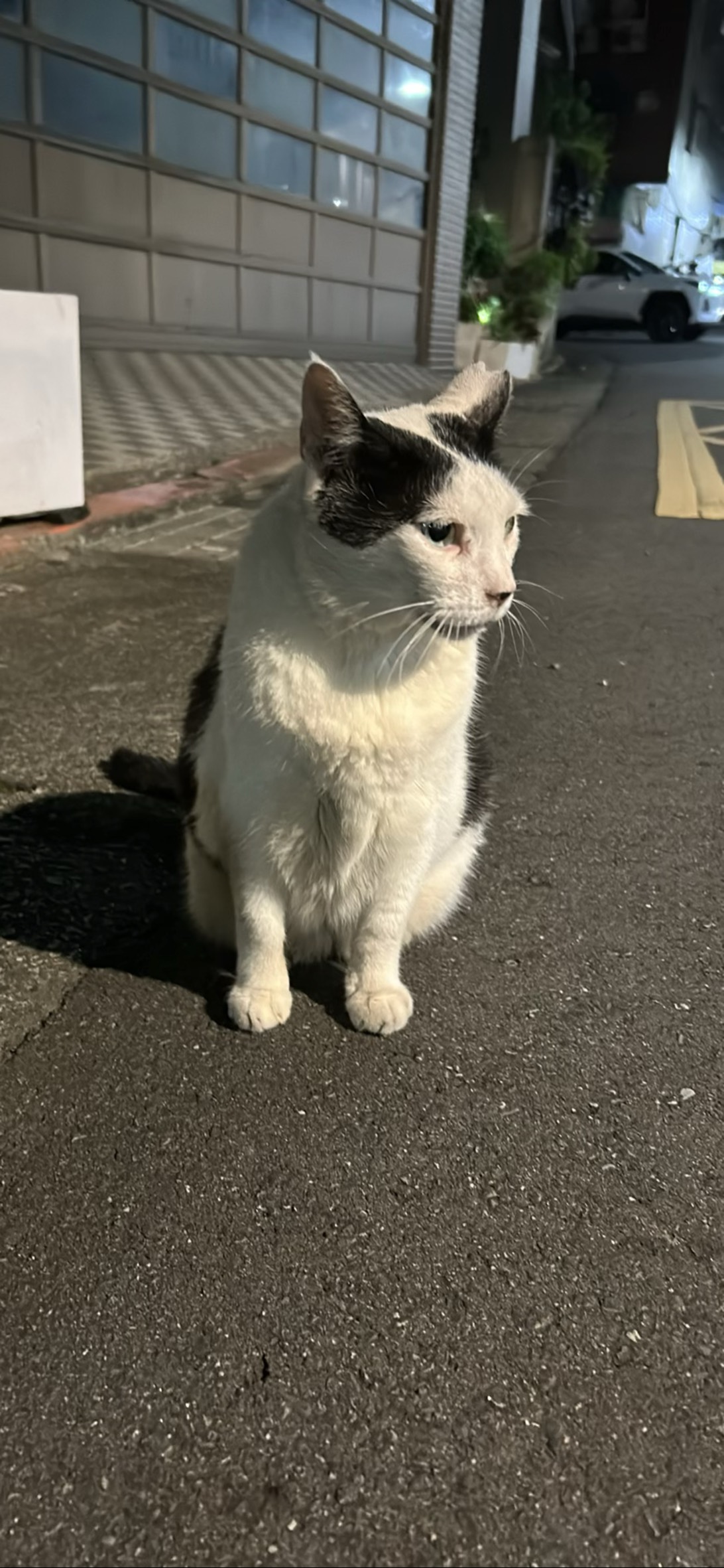 Midnight Patches, a cat found on Chonk Finder