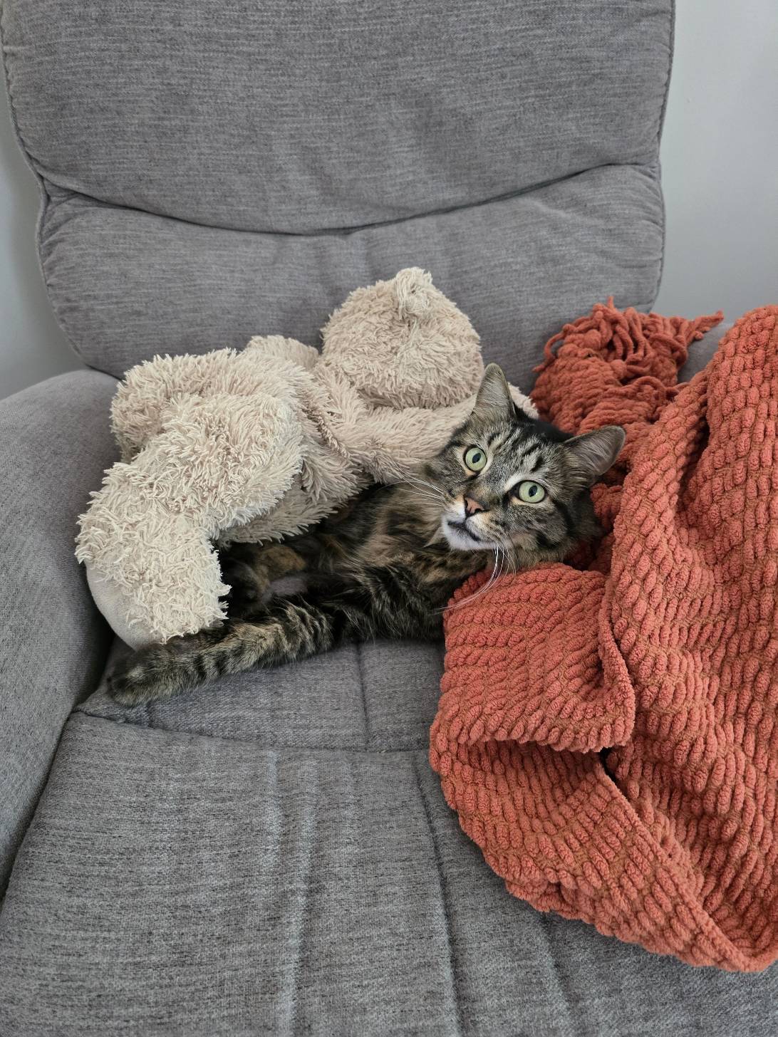 Elvis, a cat found on Chonk Finder