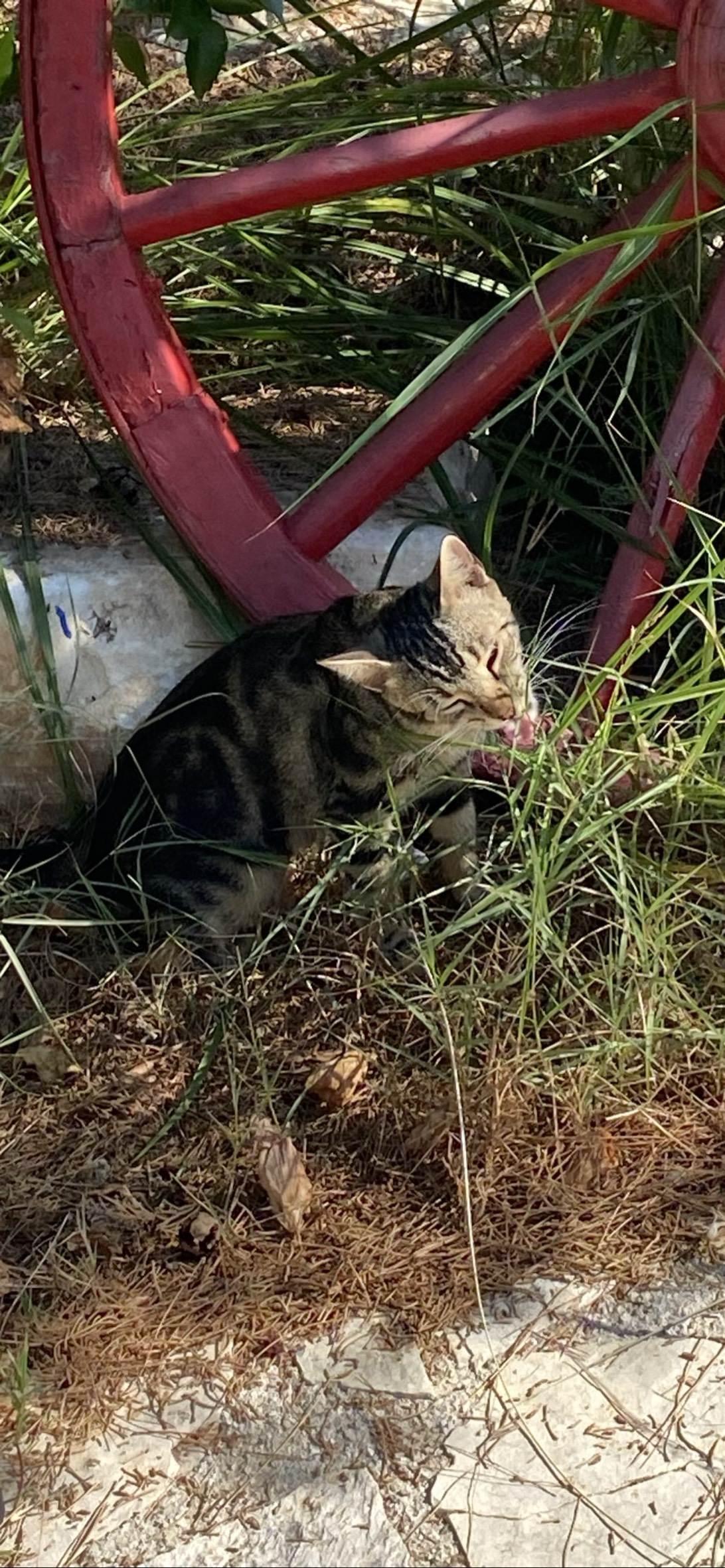 Artemis, a cat found on Chonk Finder