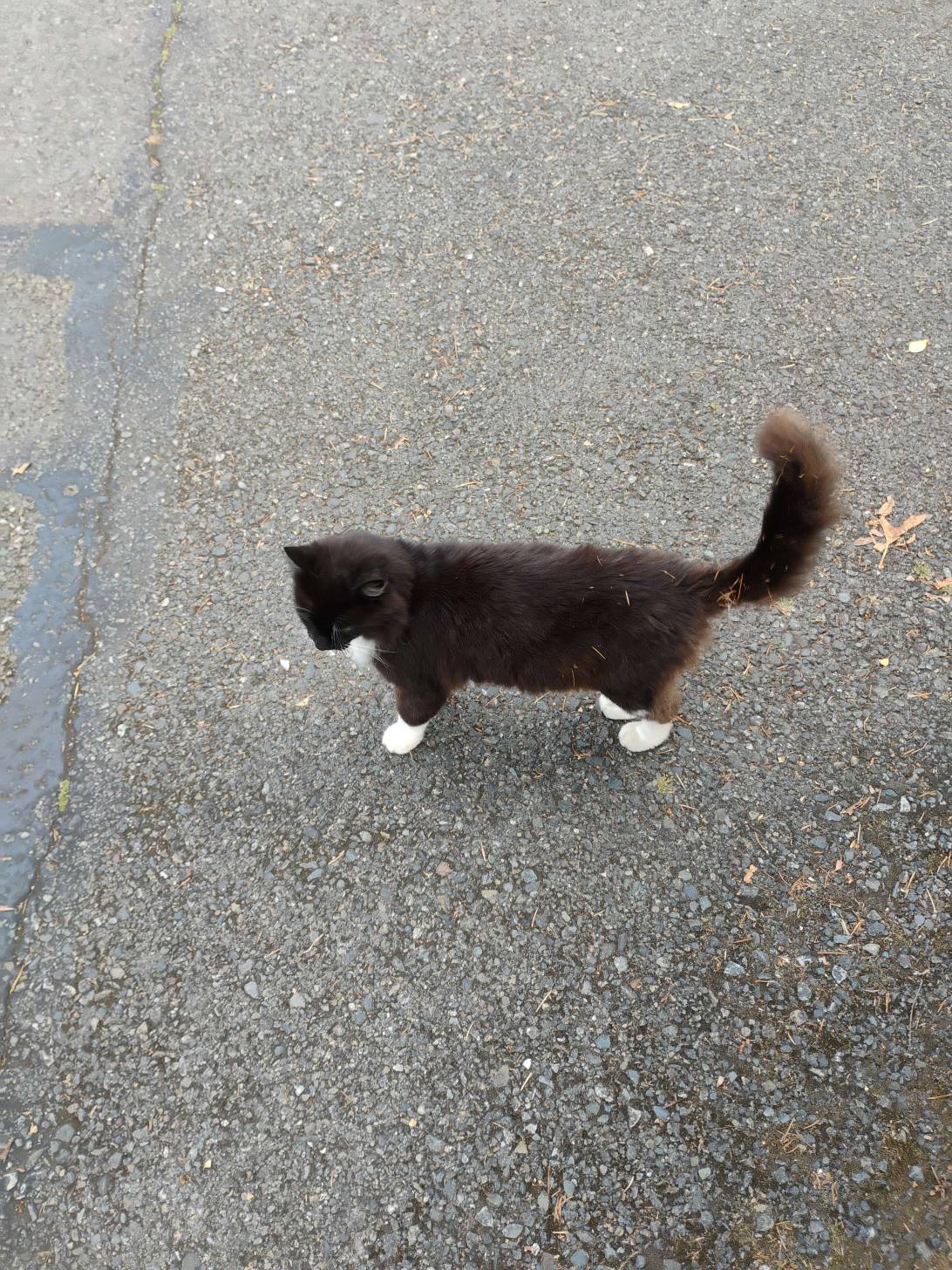 Chonkilicus, a cat found on Chonk Finder