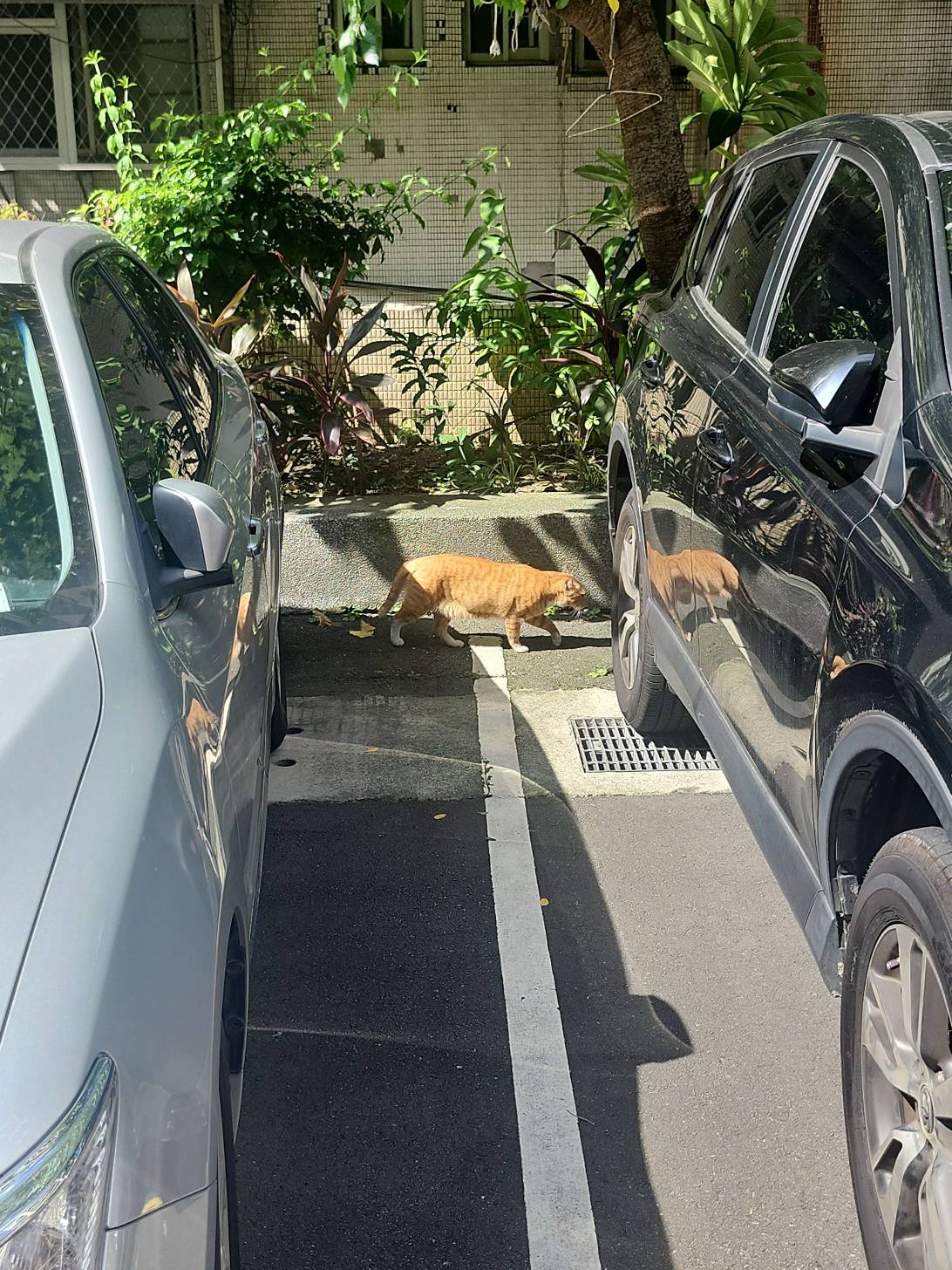 Tonka, a cat found on Chonk Finder