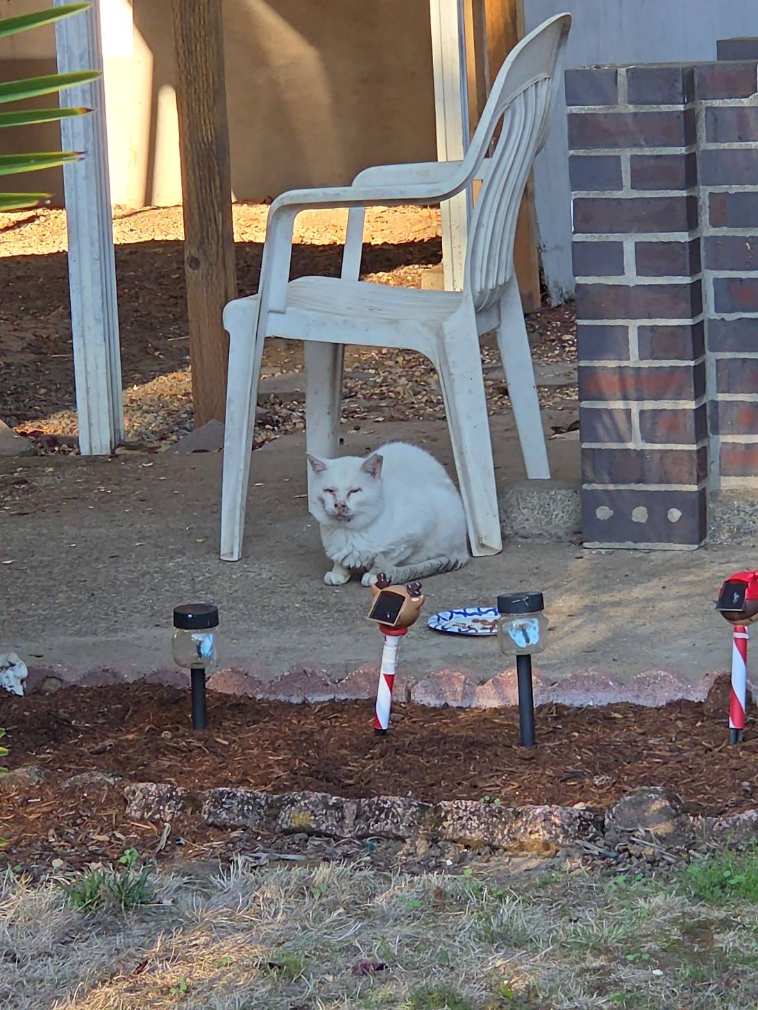 Snowball, a cat found on Chonk Finder