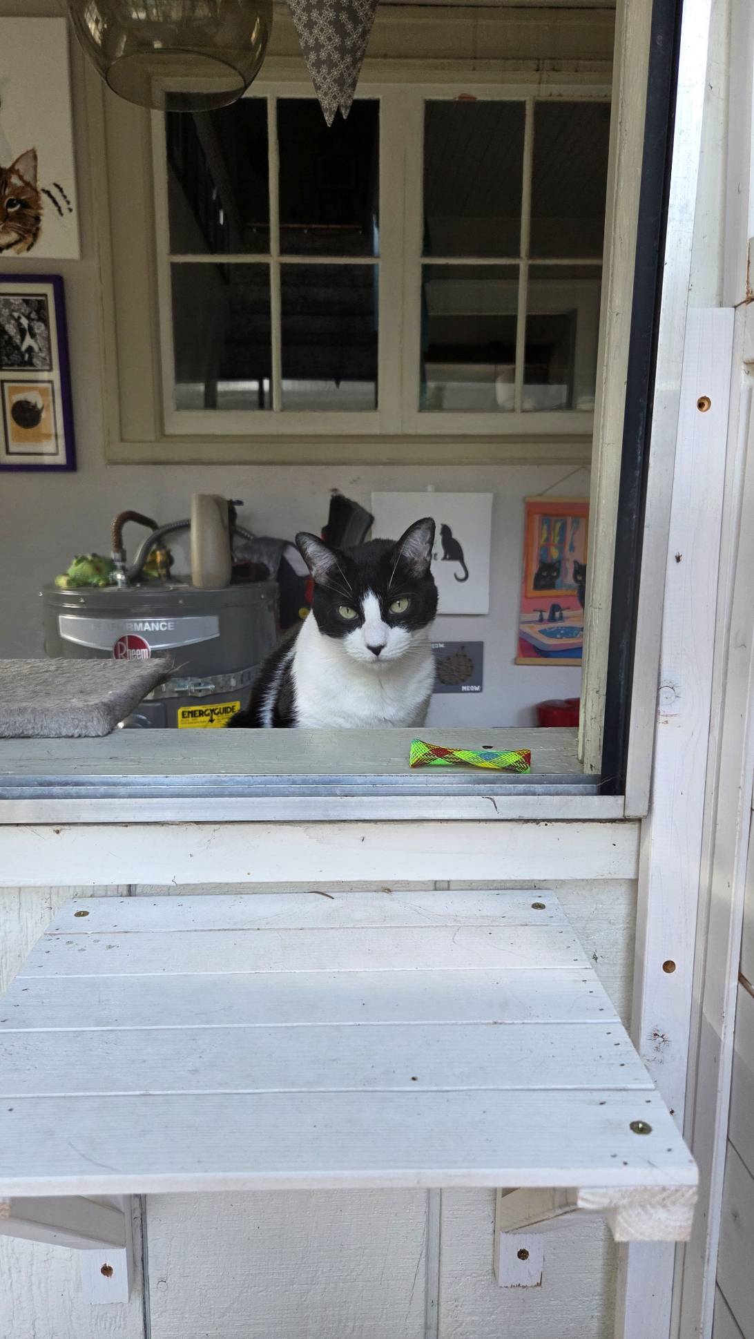Google, a cat found on Chonk Finder