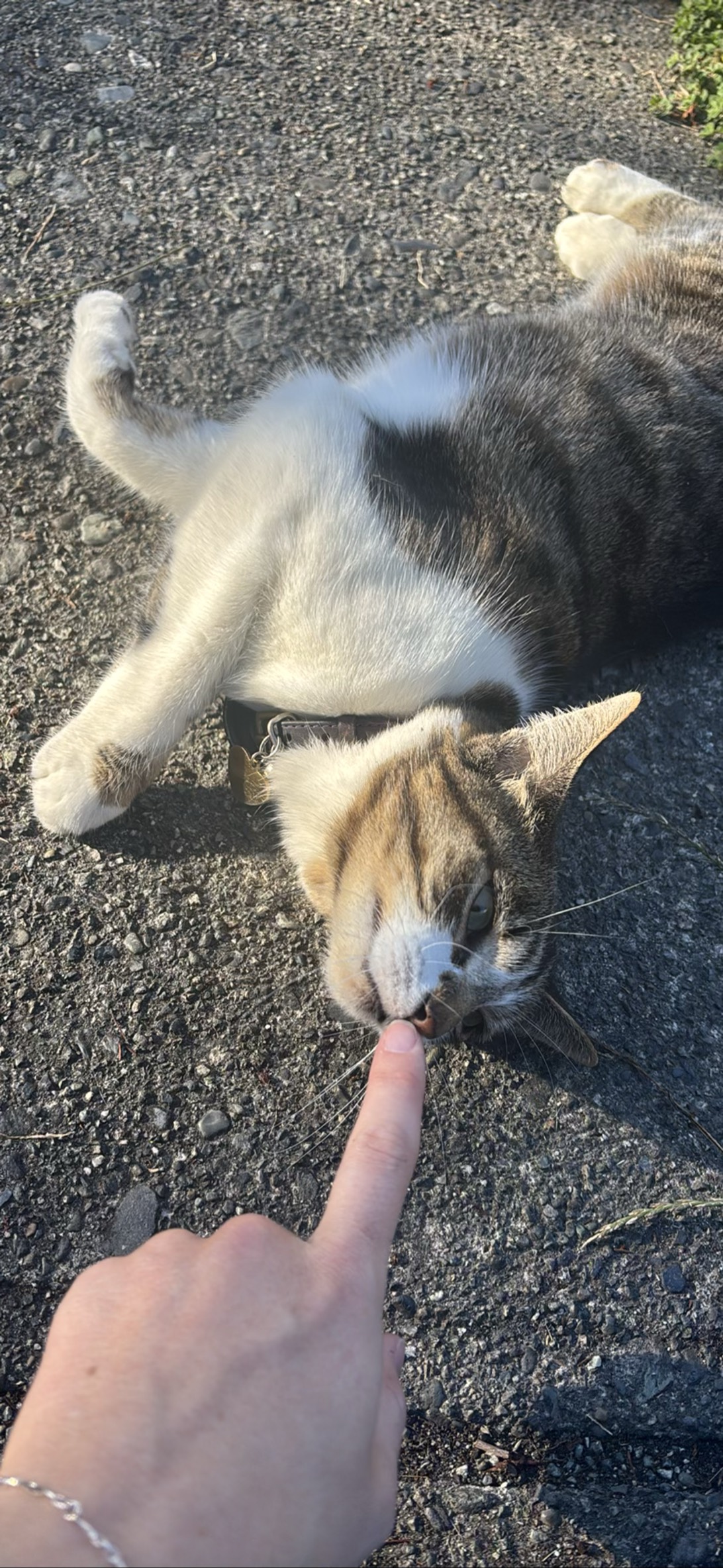 Dassy, a cat found on Chonk Finder