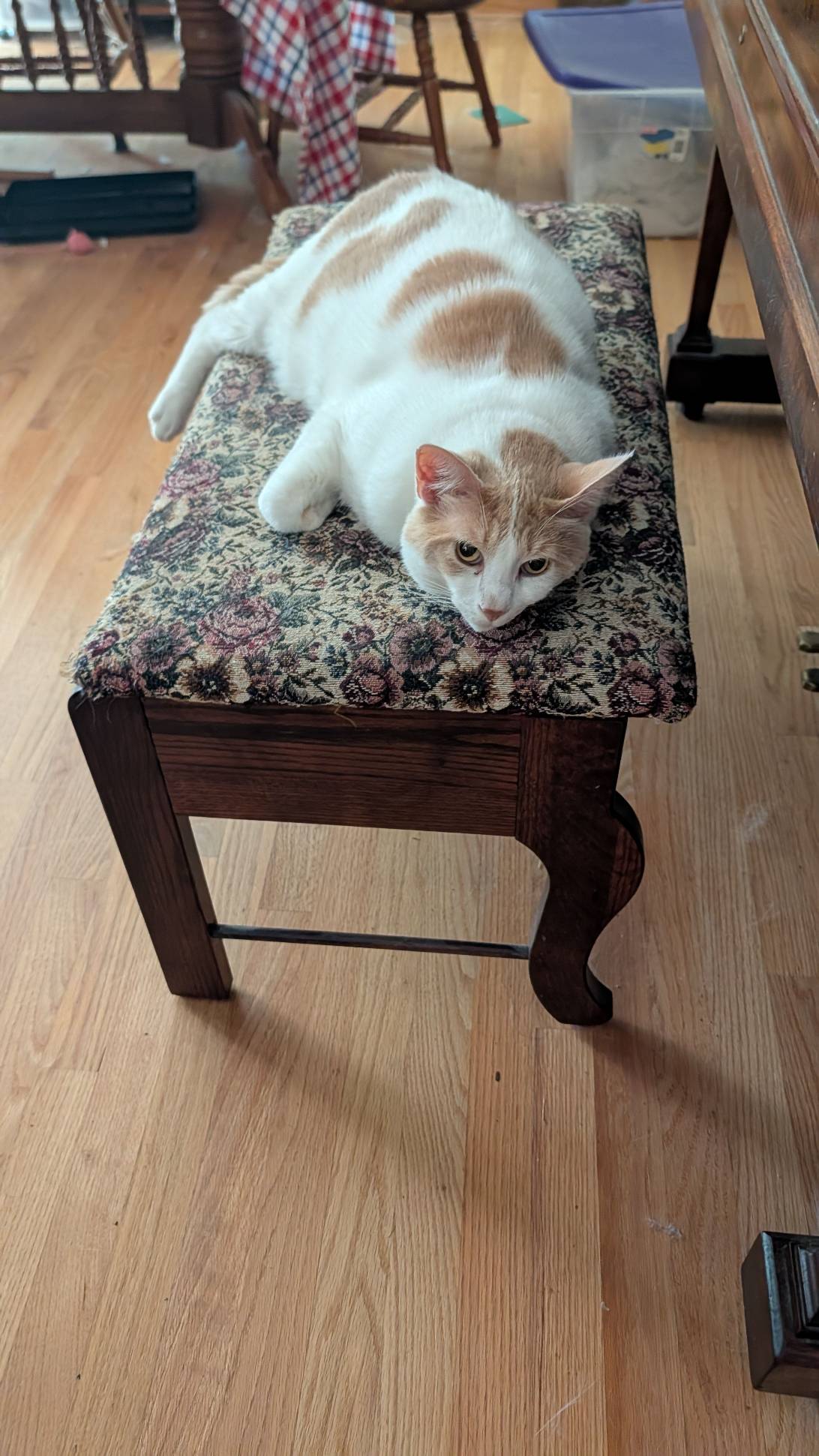 Andy, a cat found on Chonk Finder