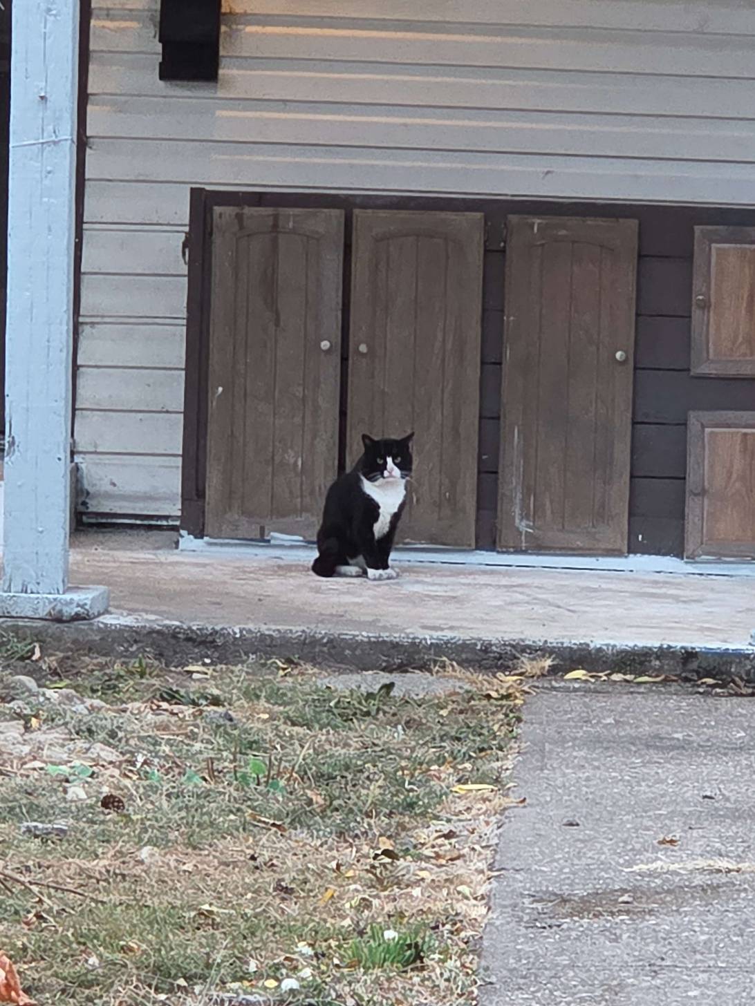 Clyde, a cat found on Chonk Finder
