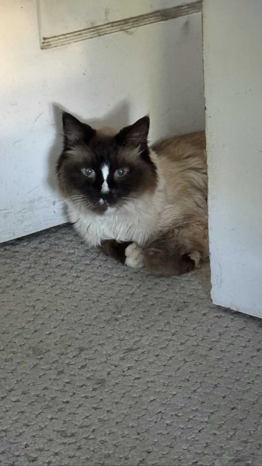 Burnaby, a cat found on Chonk Finder