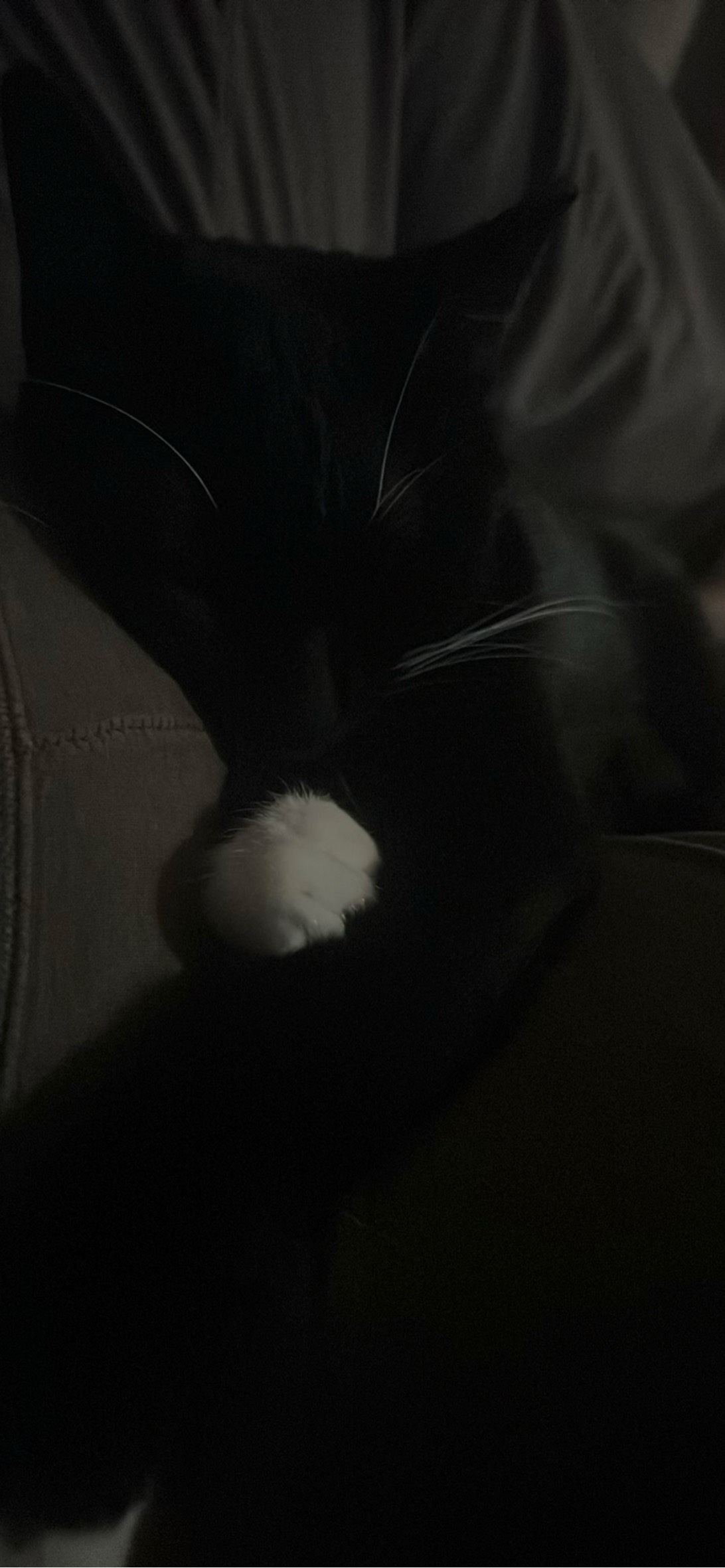 Tom, a cat found on Chonk Finder