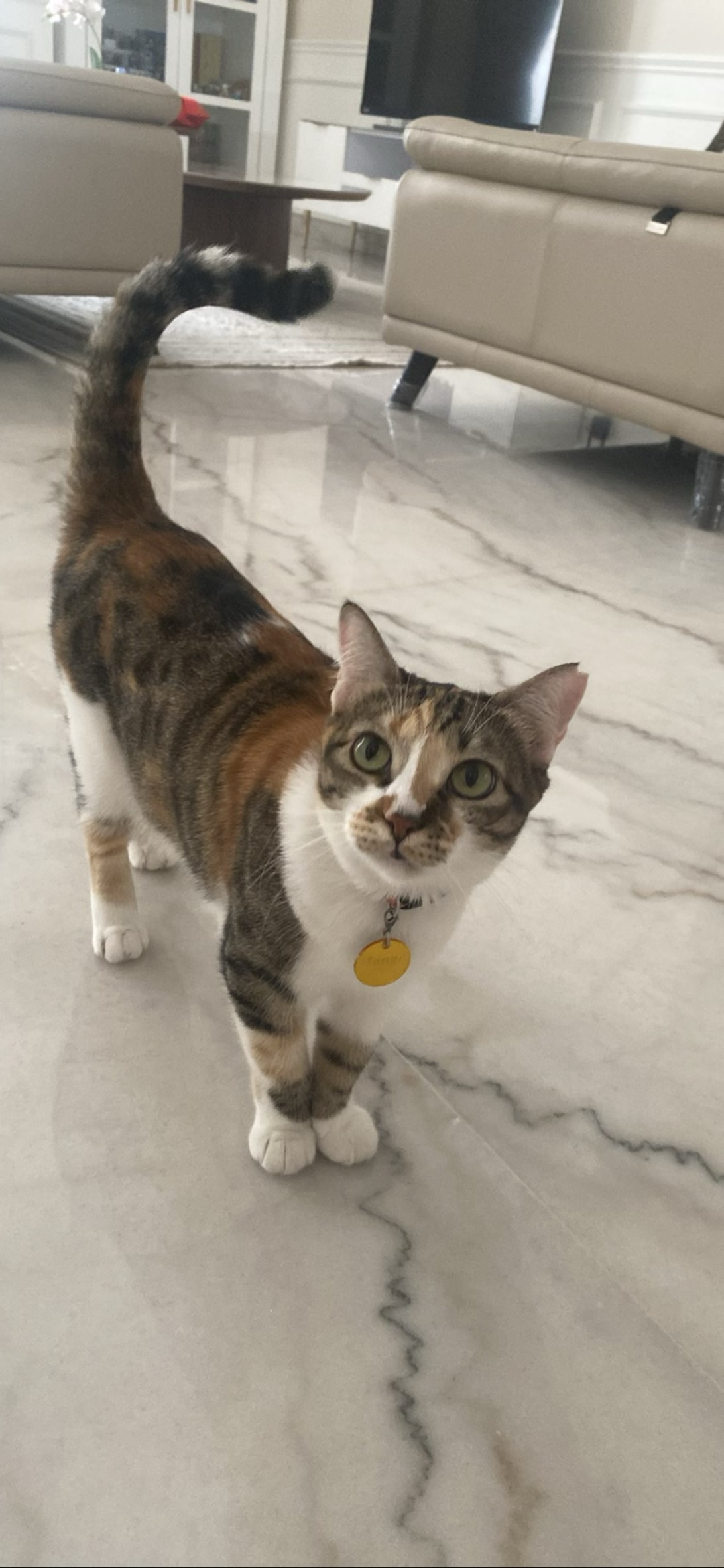 Mango, a cat found on Chonk Finder