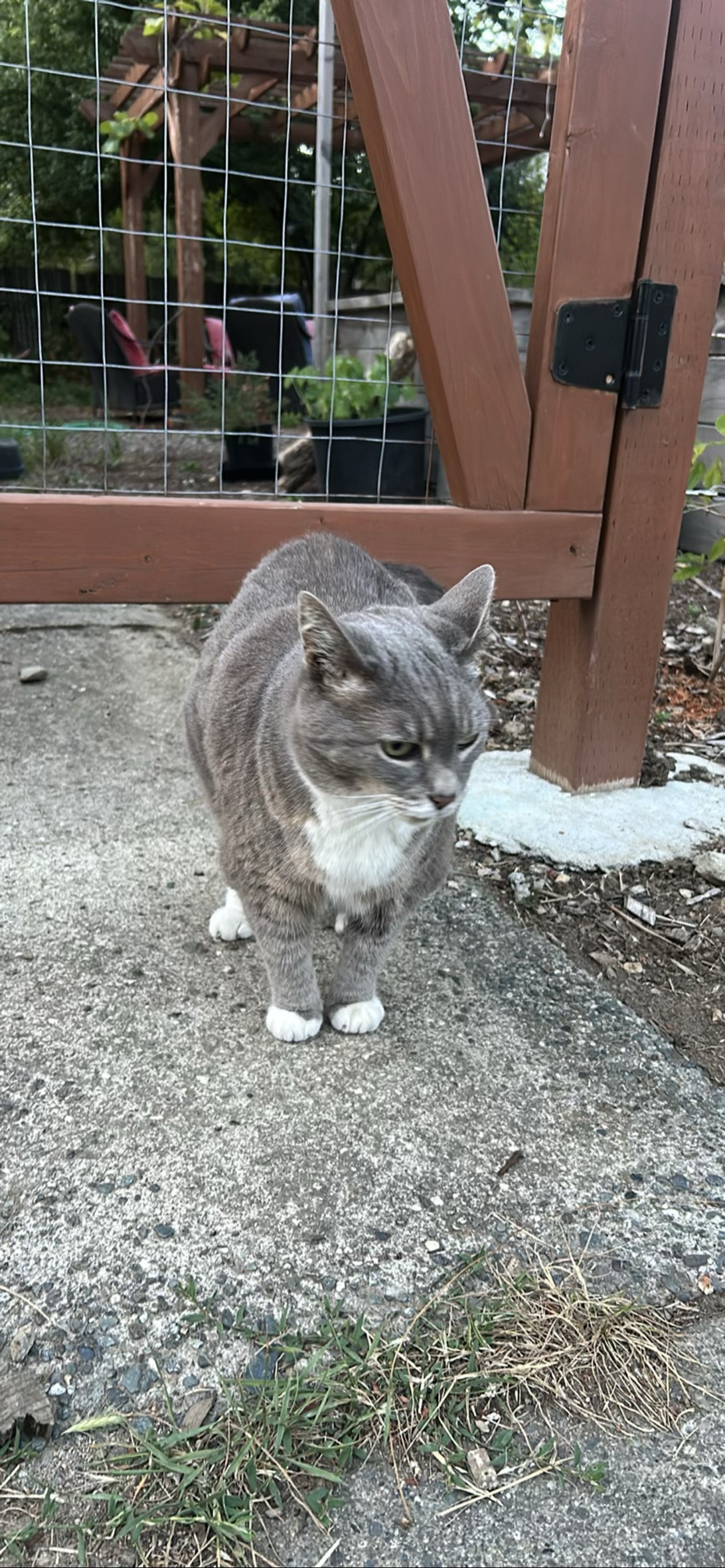 Mama Baby, a cat found on Chonk Finder