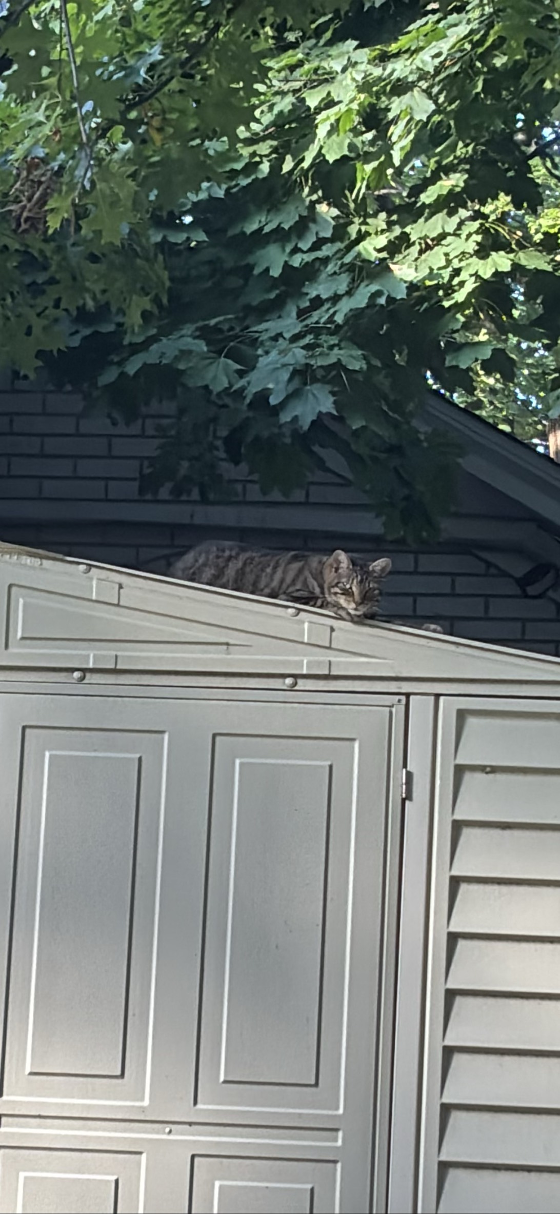 Kitty Rocky, a cat found on Chonk Finder