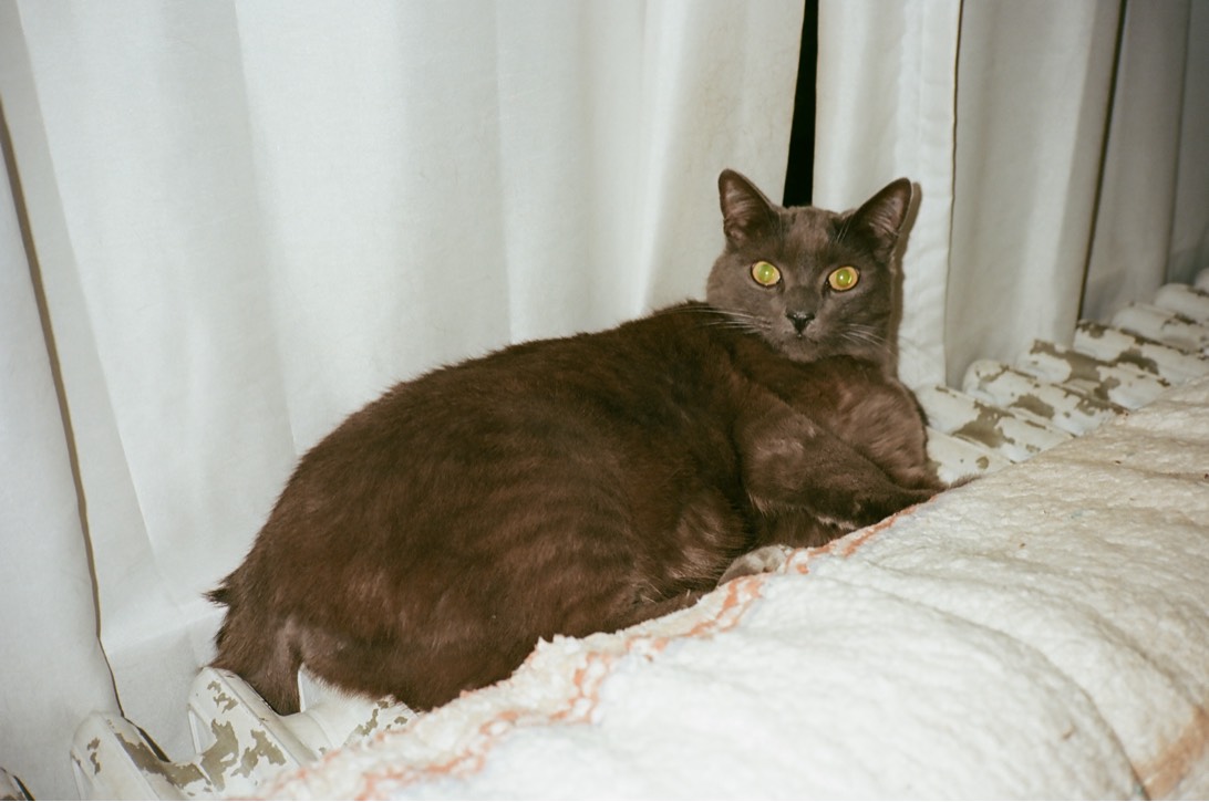 Nardo aka Leonardo, a cat found on Chonk Finder
