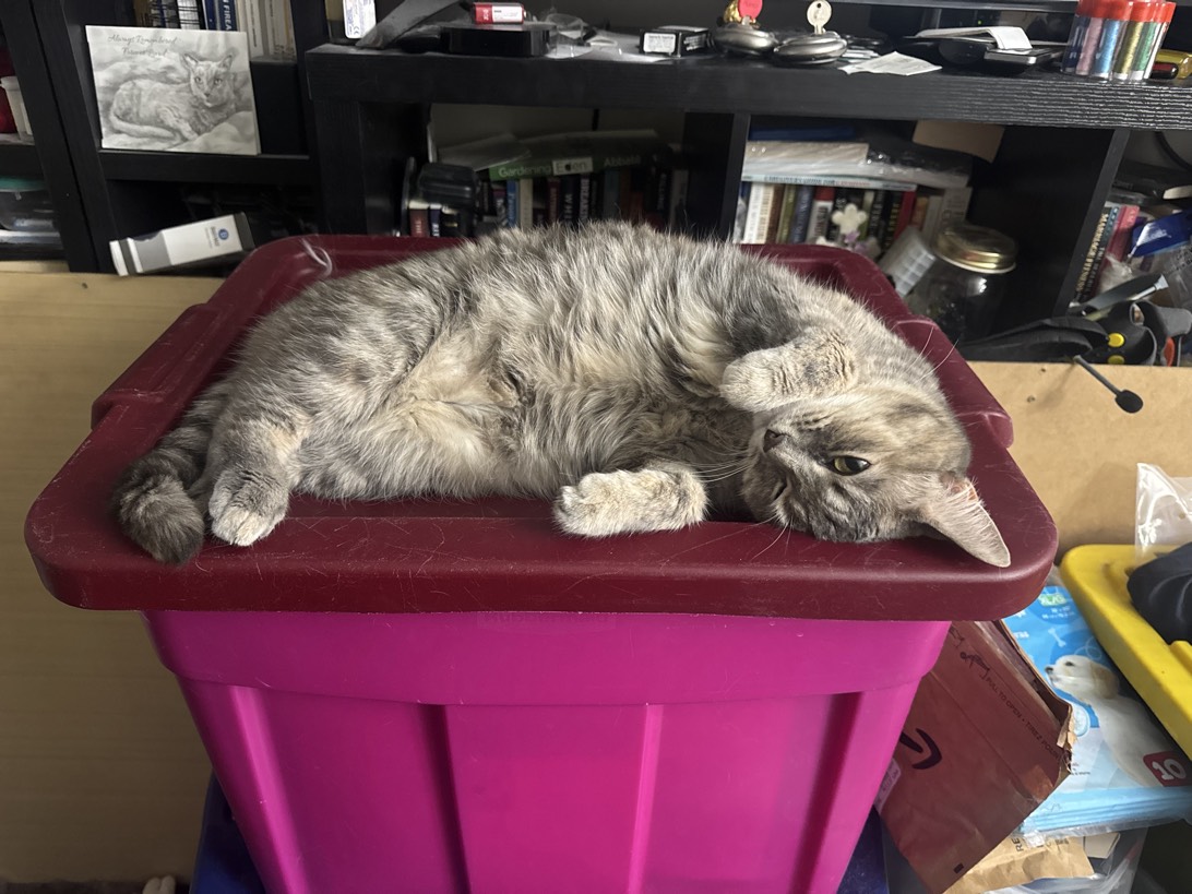 Willow, a cat found on Chonk Finder