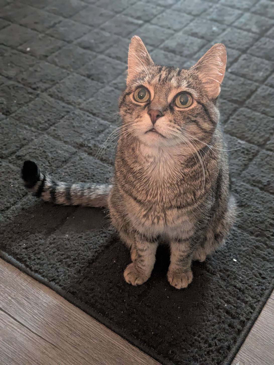 Bug, a cat found on Chonk Finder