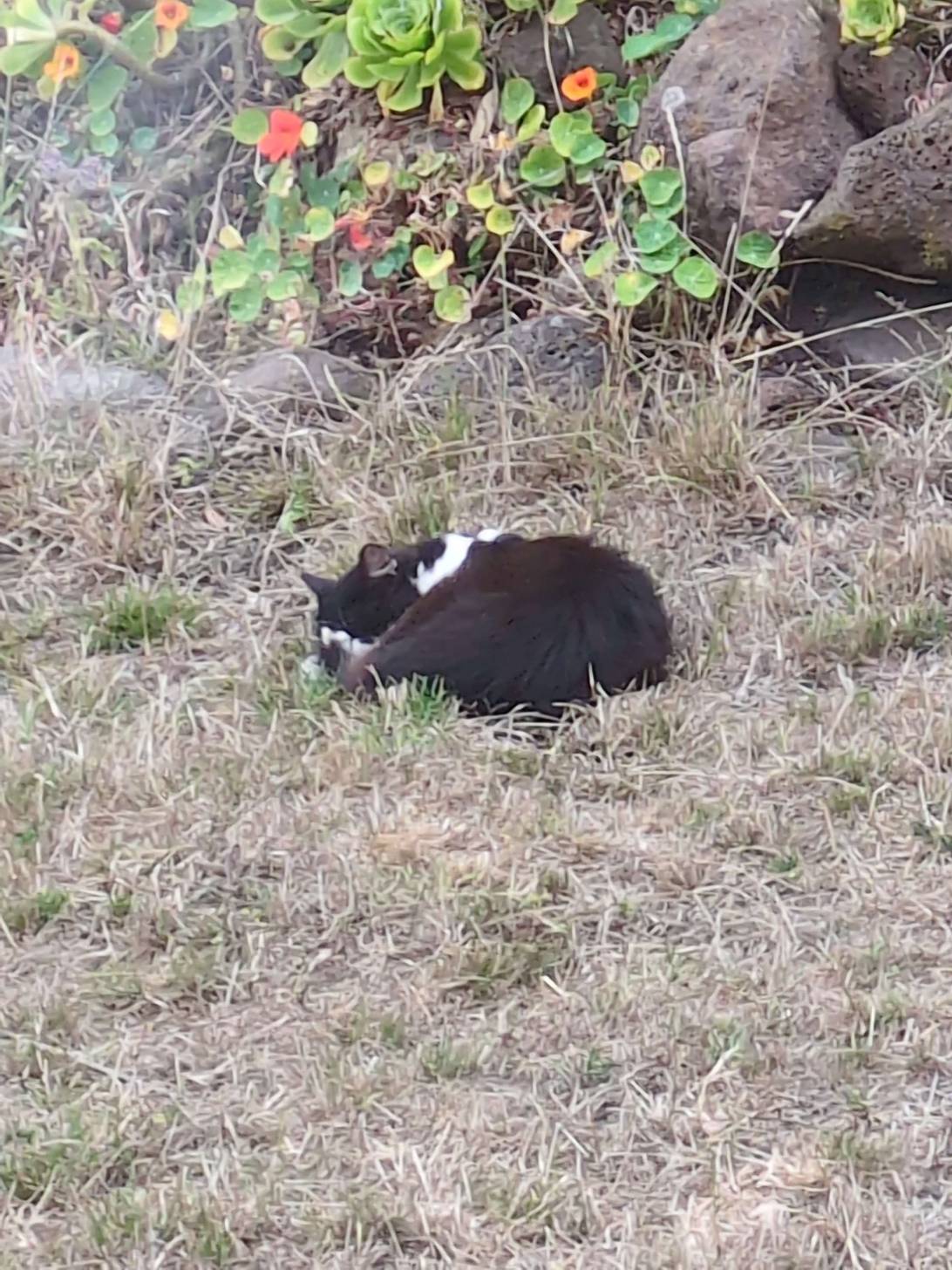 Pony Boy, a cat found on Chonk Finder