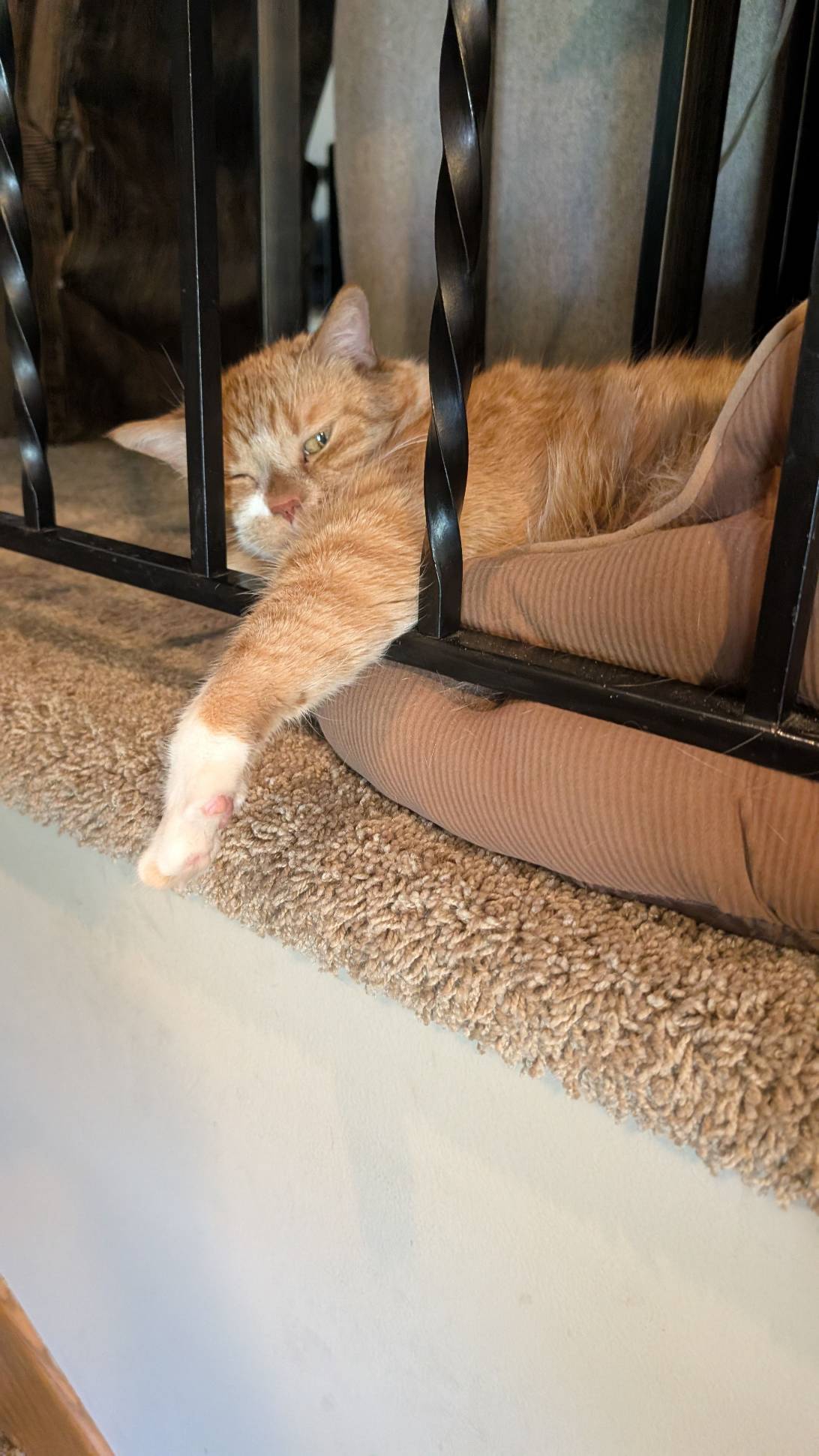 Edgar, a cat found on Chonk Finder