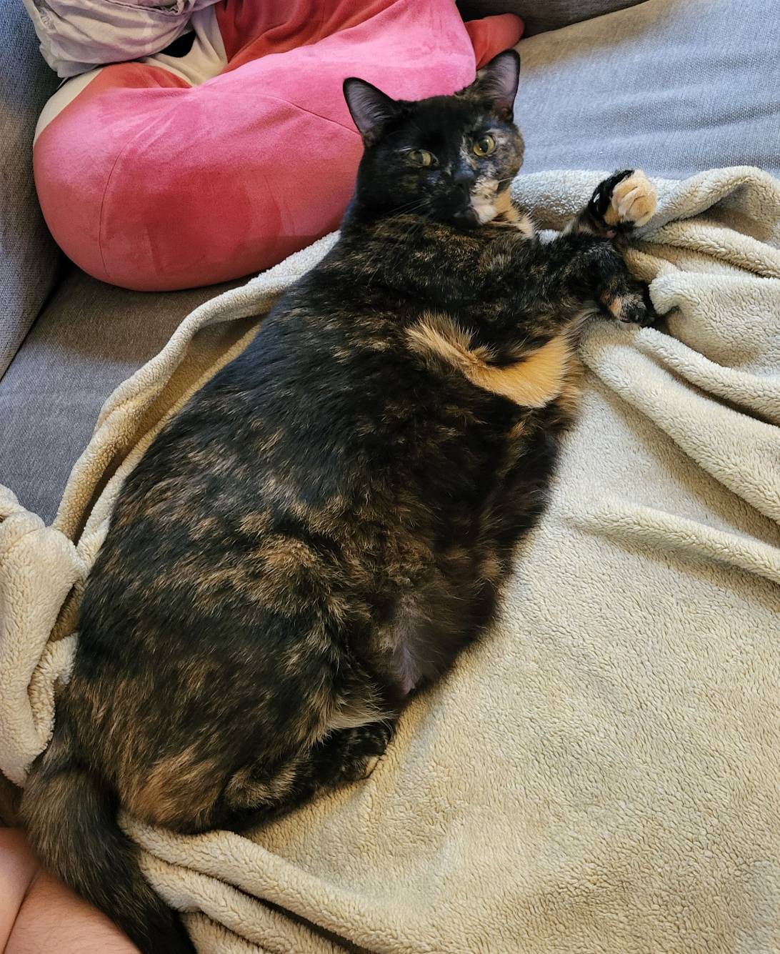 Pepper, a cat found on Chonk Finder