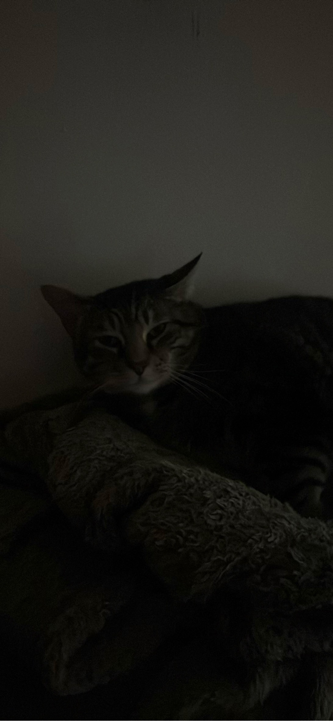 Gus, a cat found on Chonk Finder