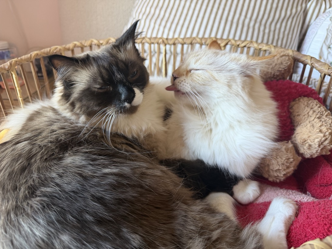 Judy and Bean, a cat found on Chonk Finder