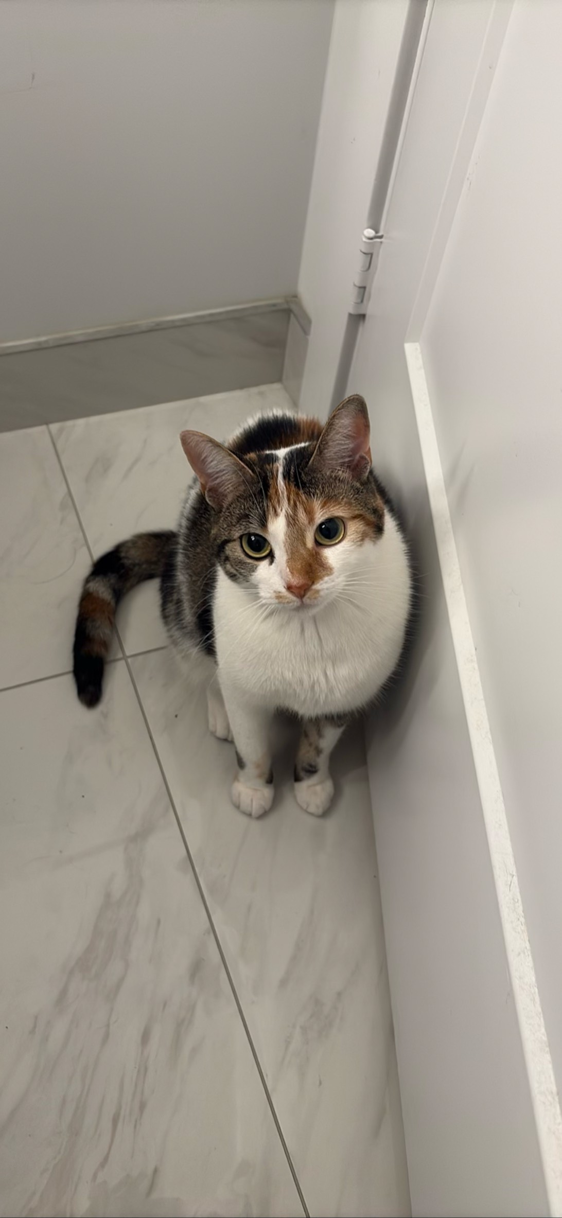 Cali, a cat found on Chonk Finder