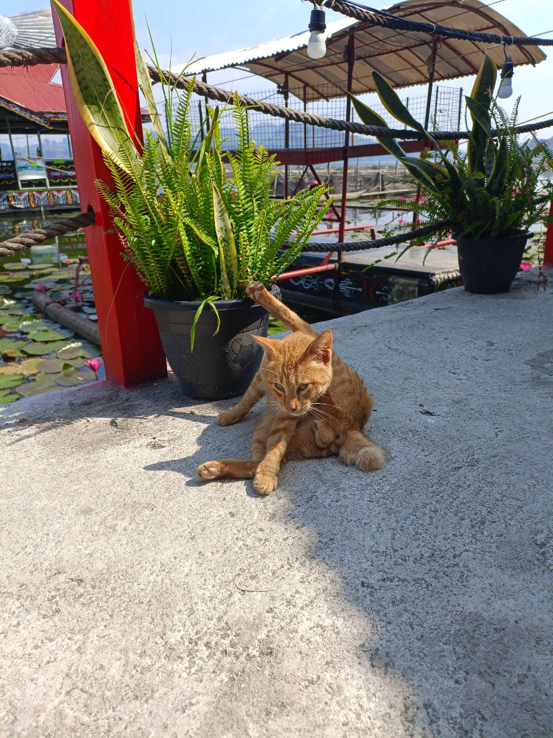 Sebu, a cat found on Chonk Finder