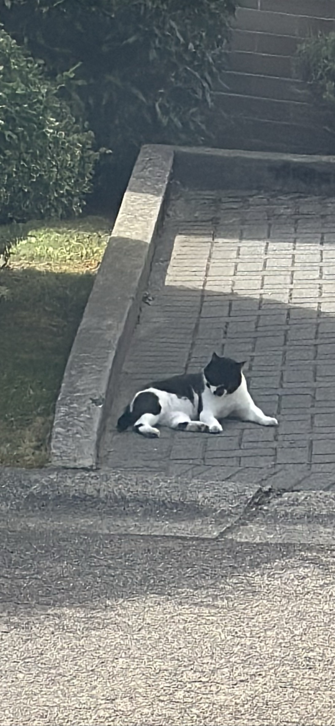 Speckled Spots, a cat found on Chonk Finder