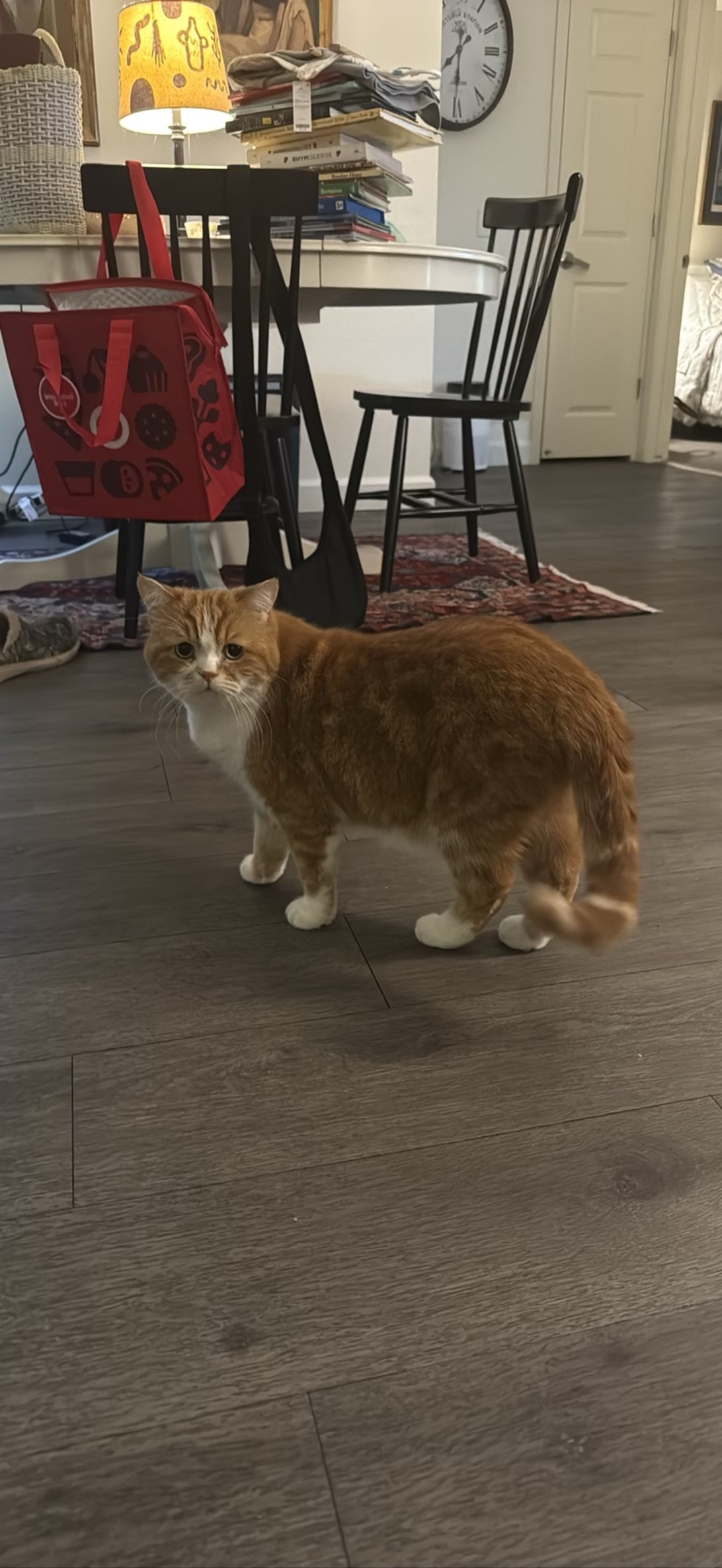 Puss, a cat found on Chonk Finder