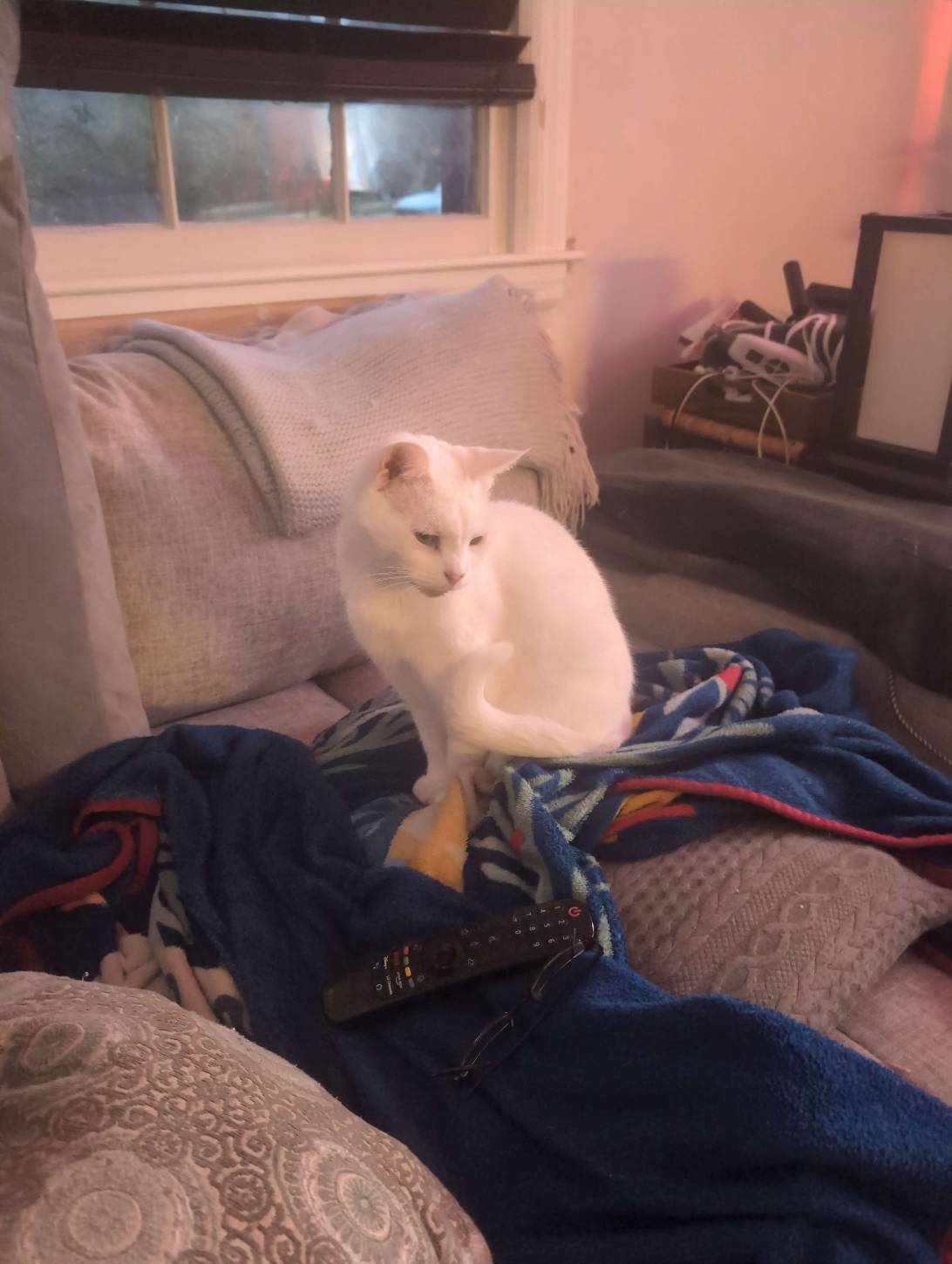 Lucy Bug, a cat found on Chonk Finder