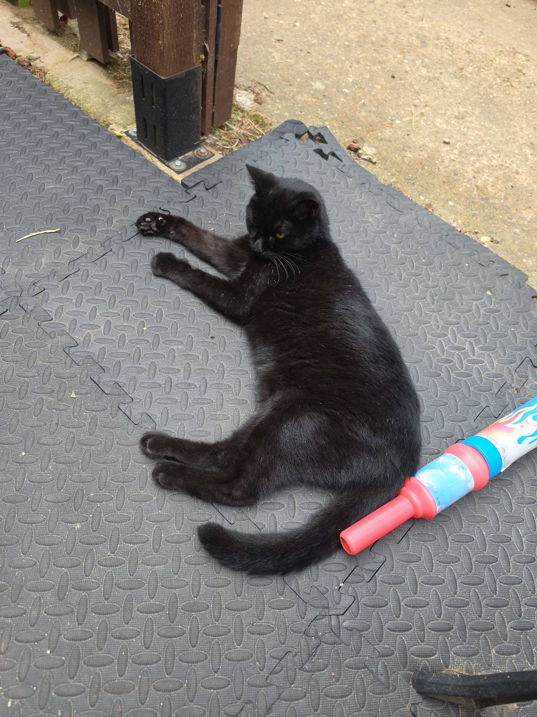 Huxsley, a cat found on Chonk Finder