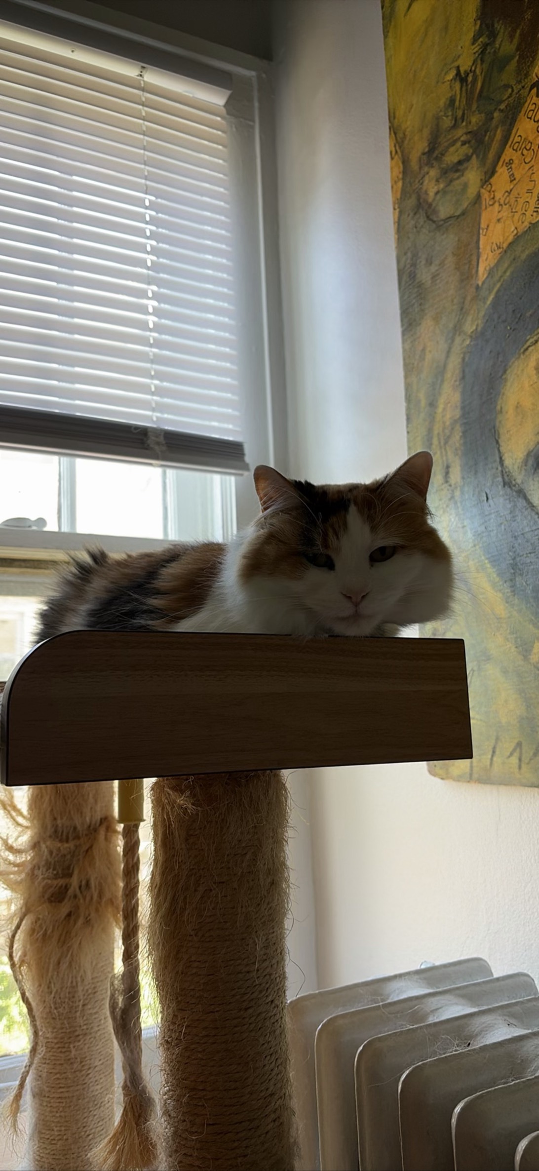 Kida, a cat found on Chonk Finder