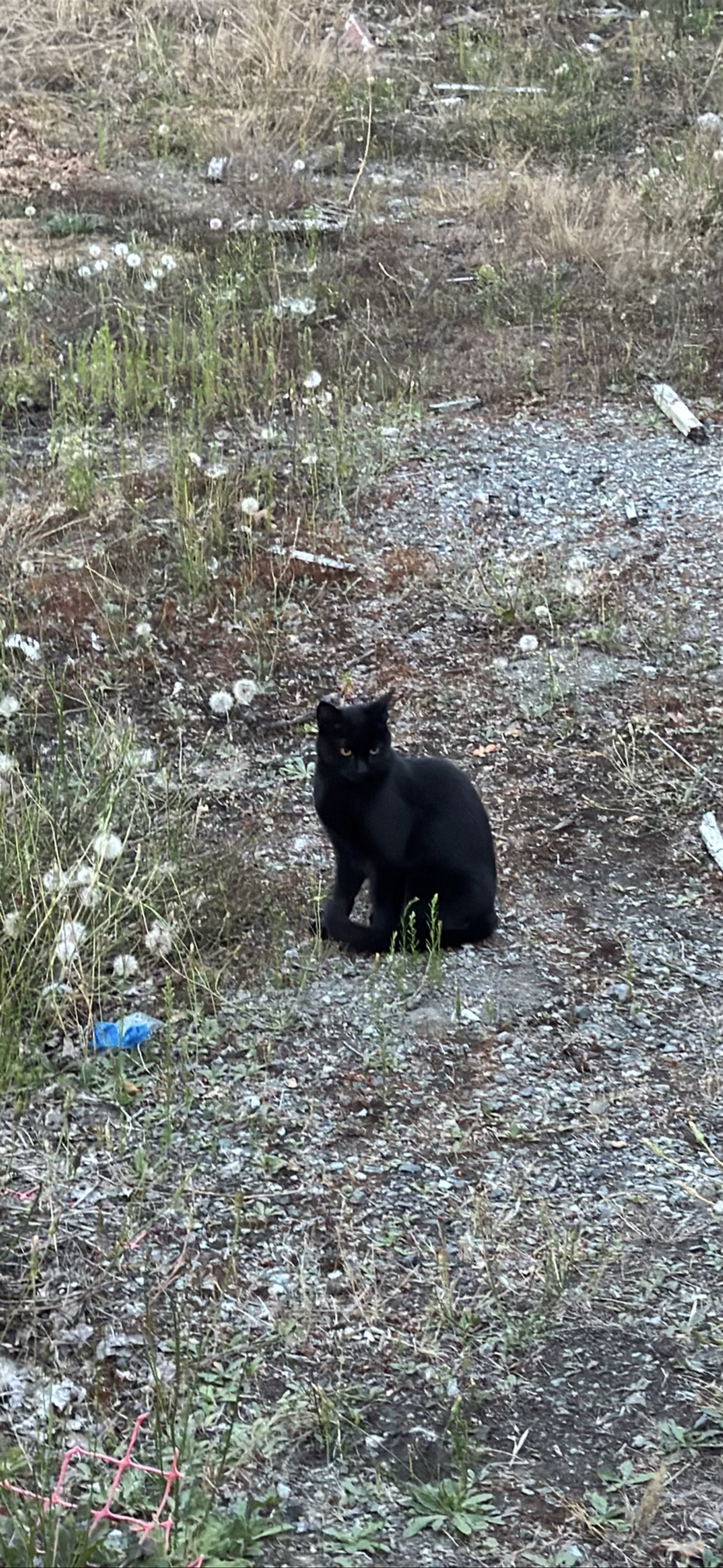 Cinder, a cat found on Chonk Finder