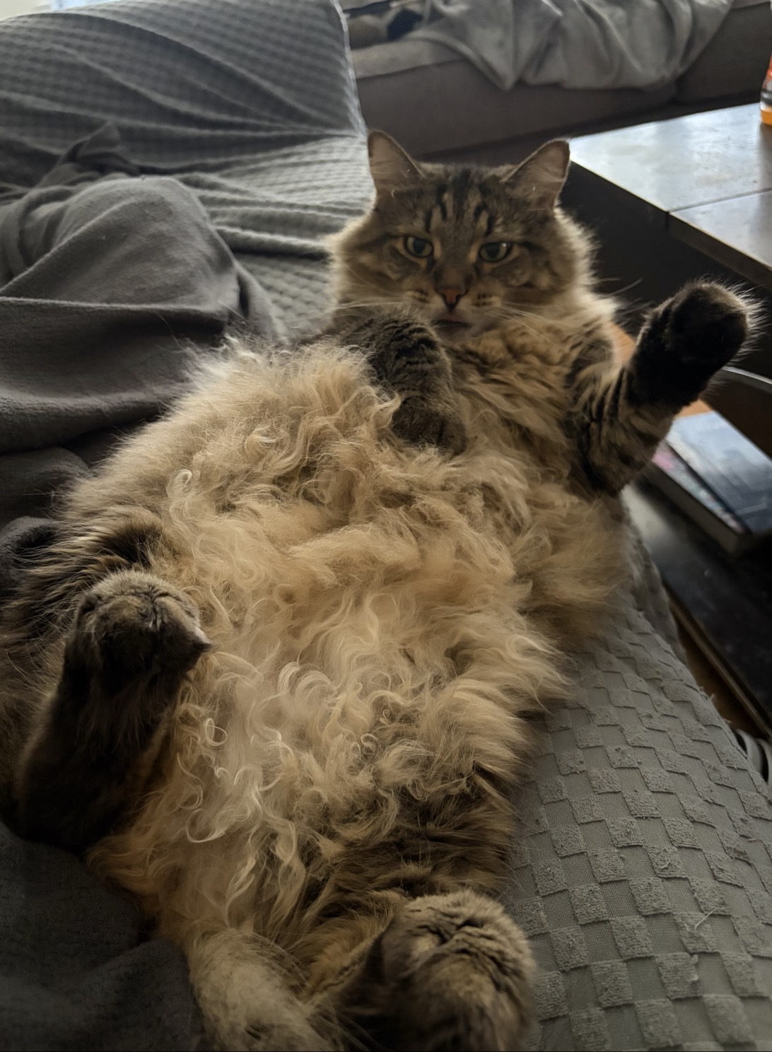 Bogo, a cat found on Chonk Finder