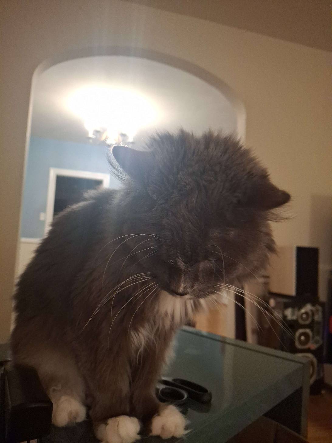 Cosmic Charlie, a cat found on Chonk Finder