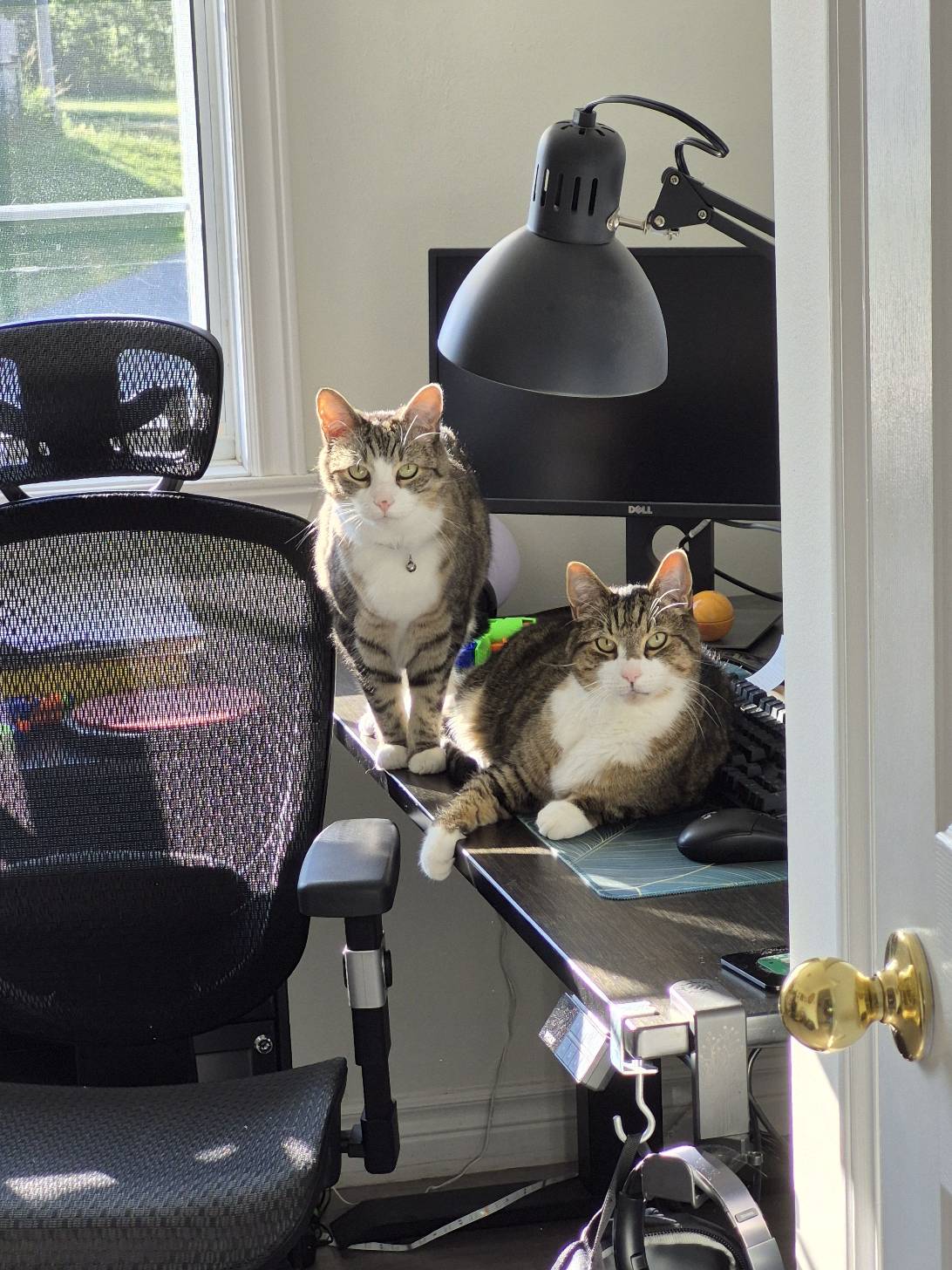 Mickey and Michael, a cat found on Chonk Finder